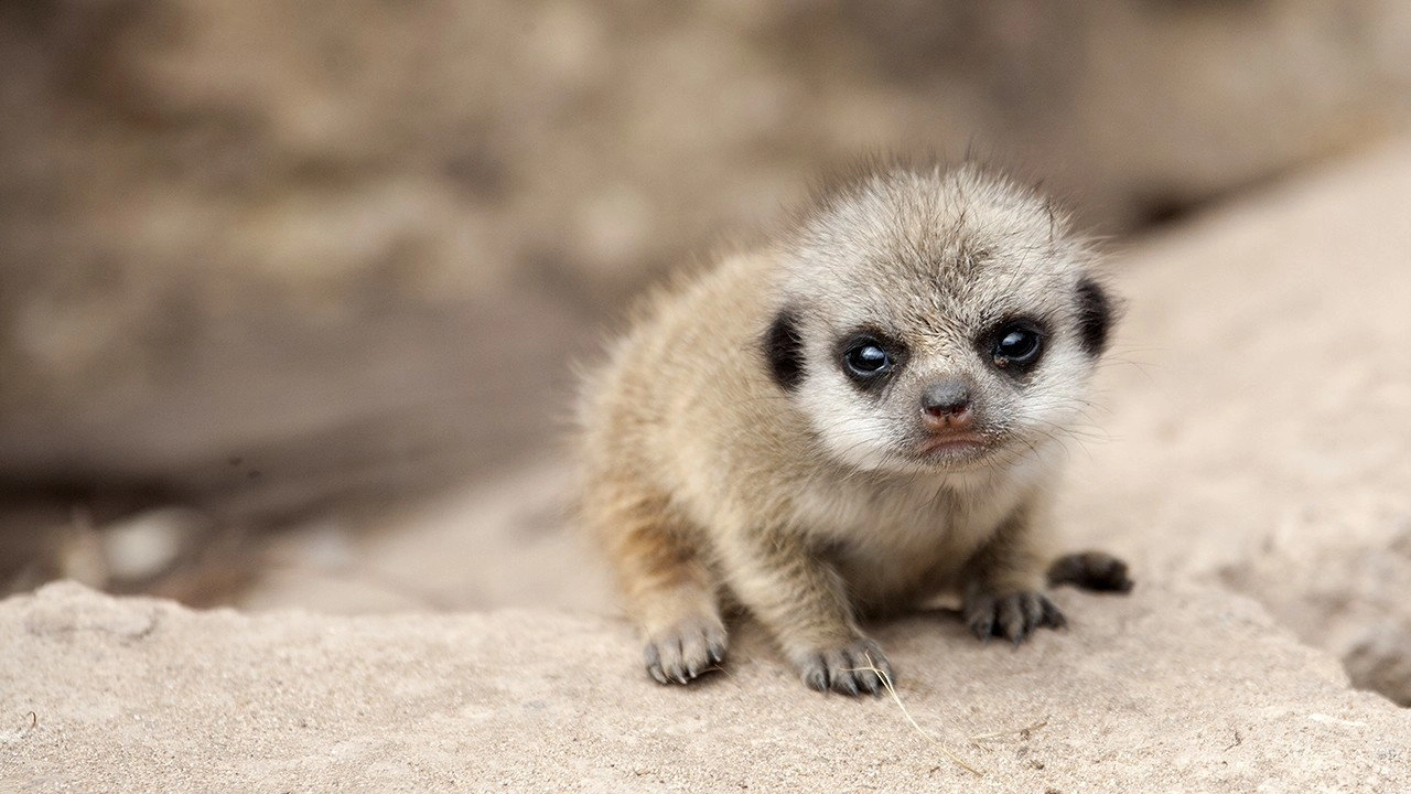 Extreme Animal Babies
