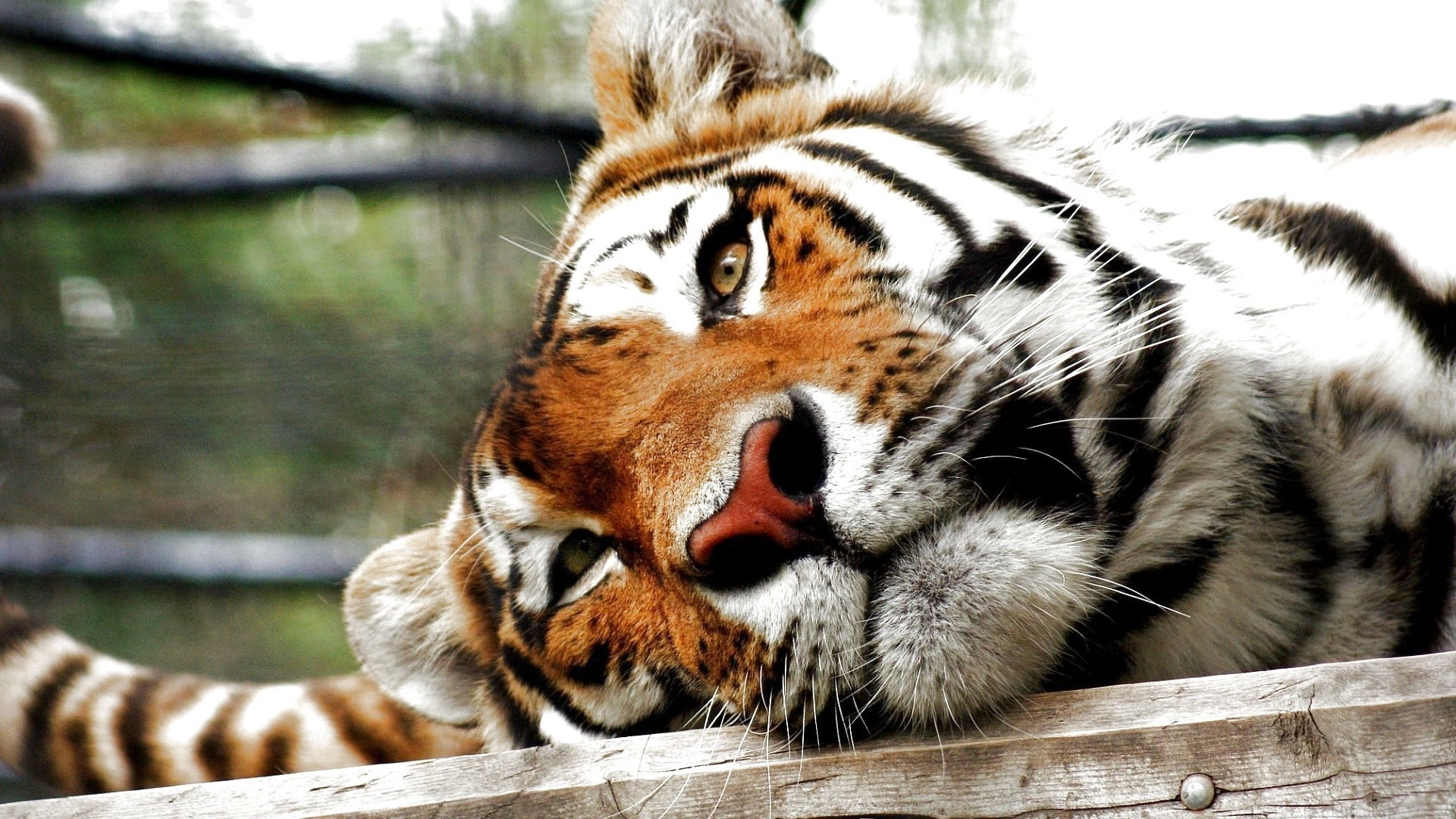 Lost Land of the Tiger
