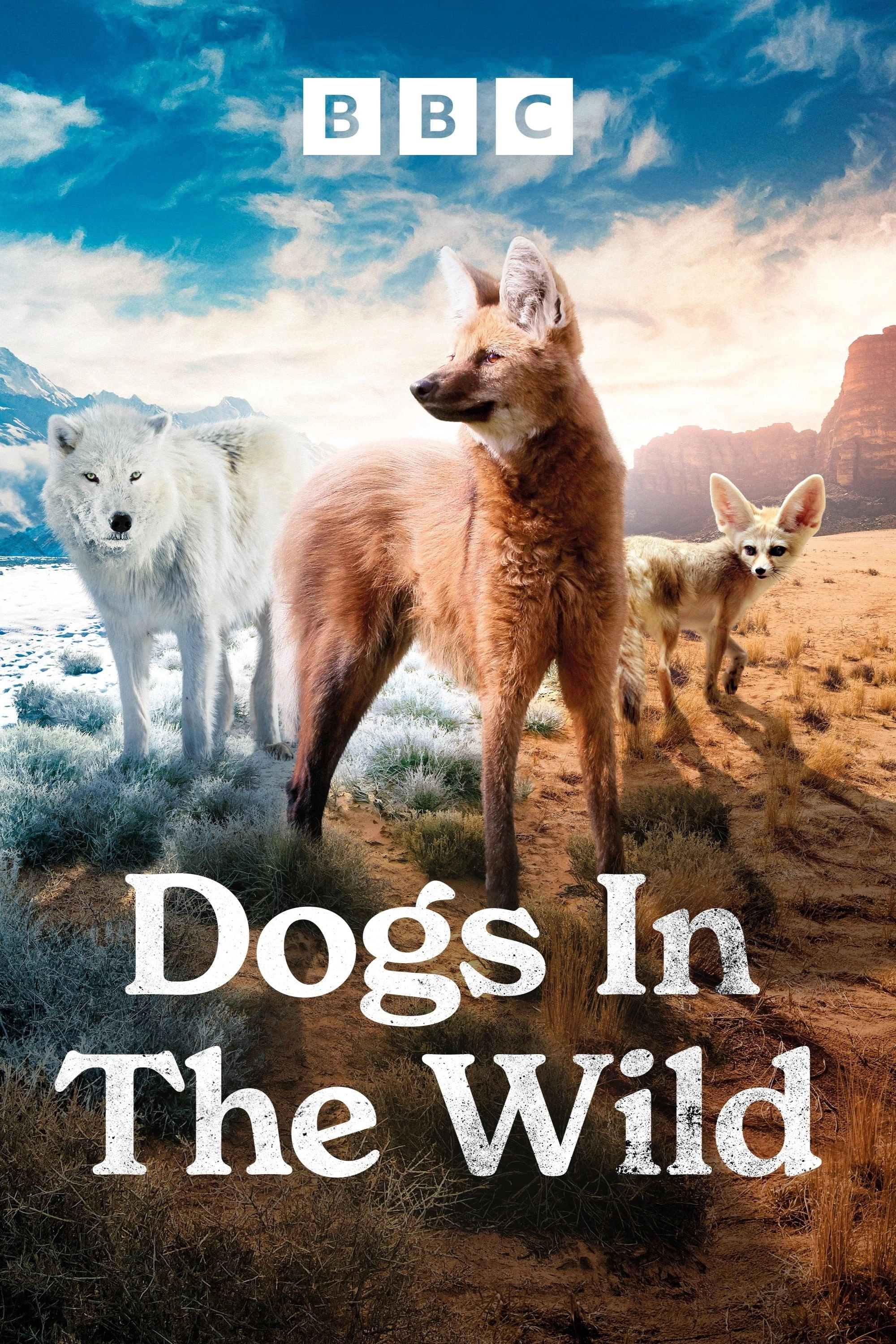Dogs in the Wild: Meet the Family