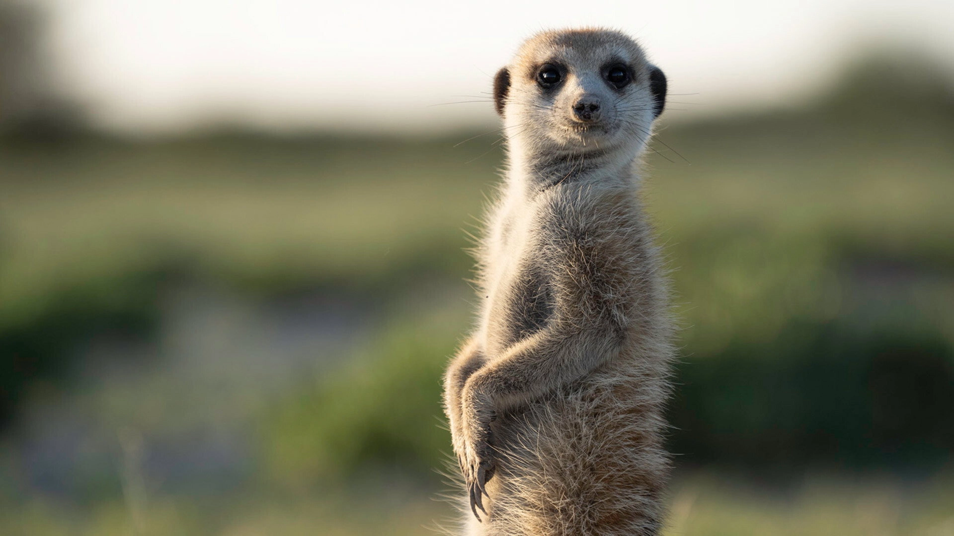 Meerkat Manor: Rise of the Dynasty
