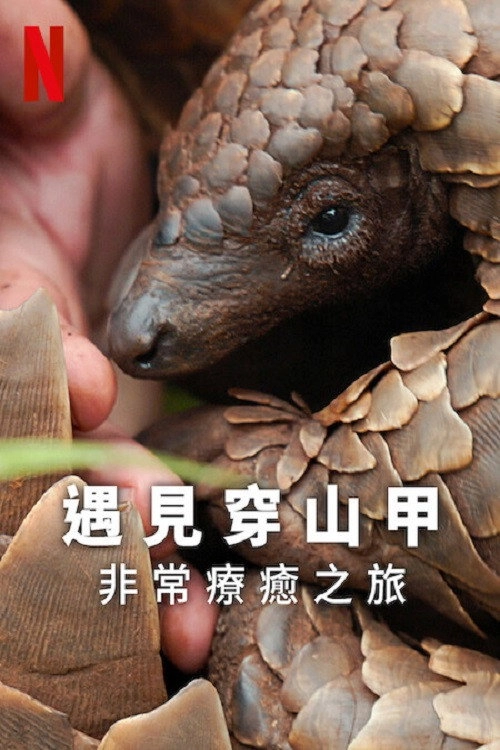 Pangolin: Kulu's Journey