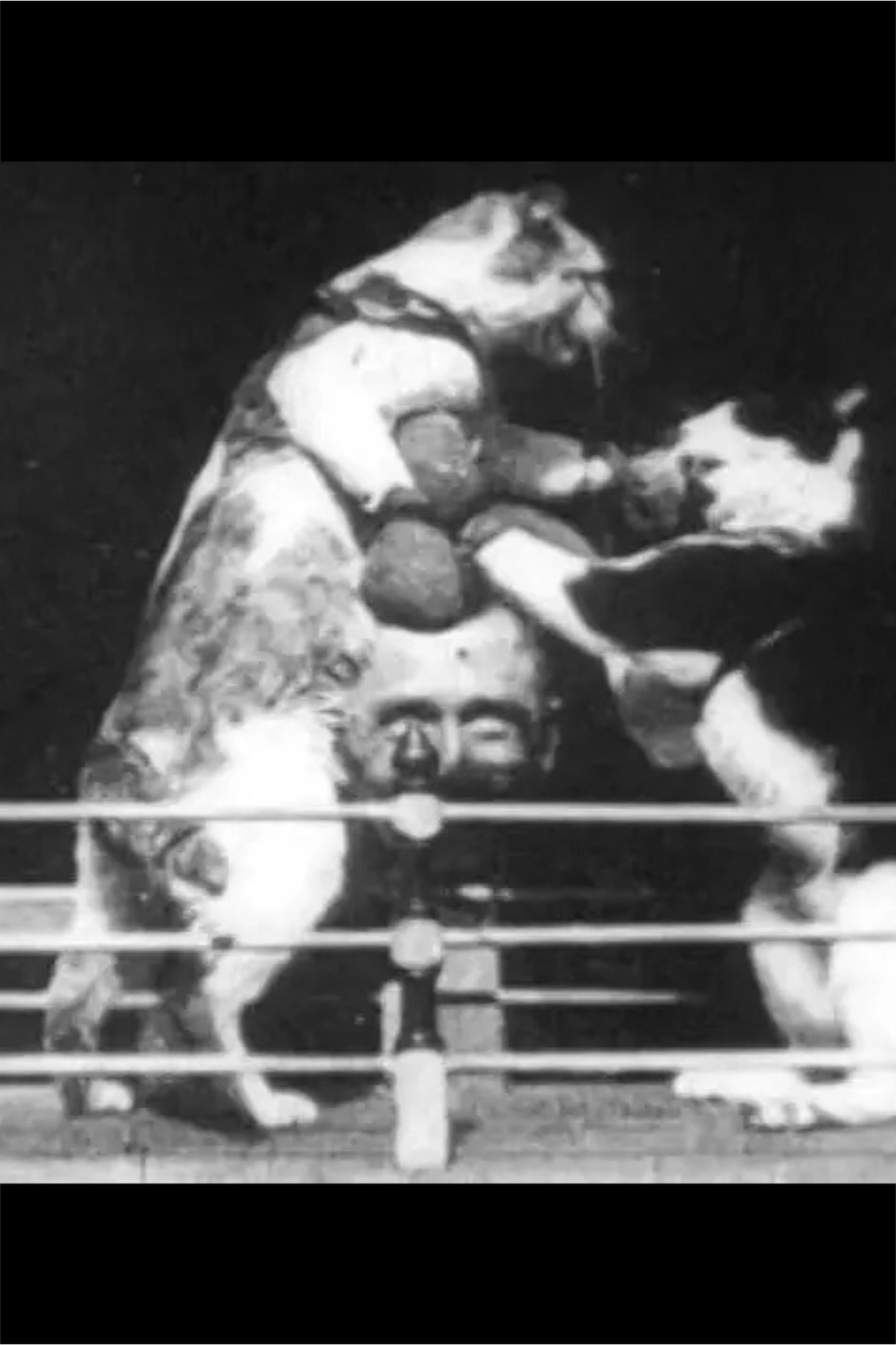 The Boxing Cats