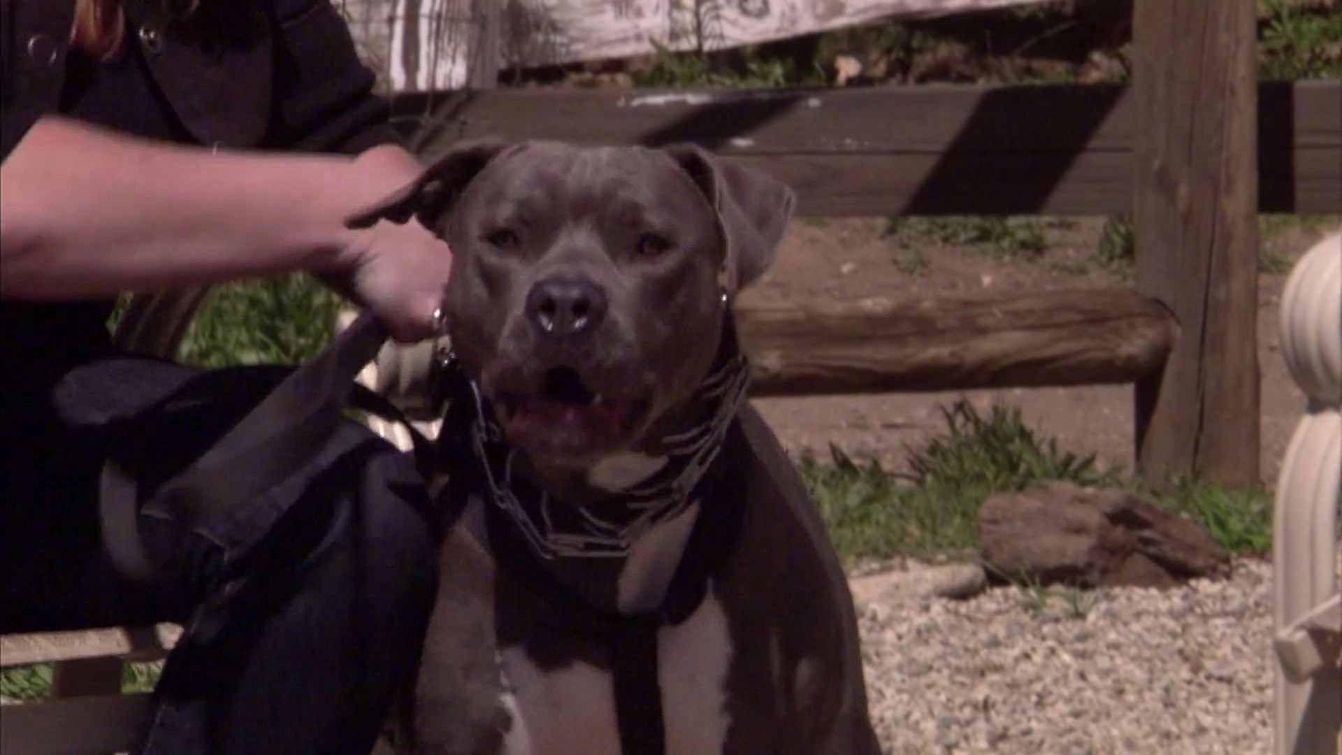 Pit Bulls and Parolees