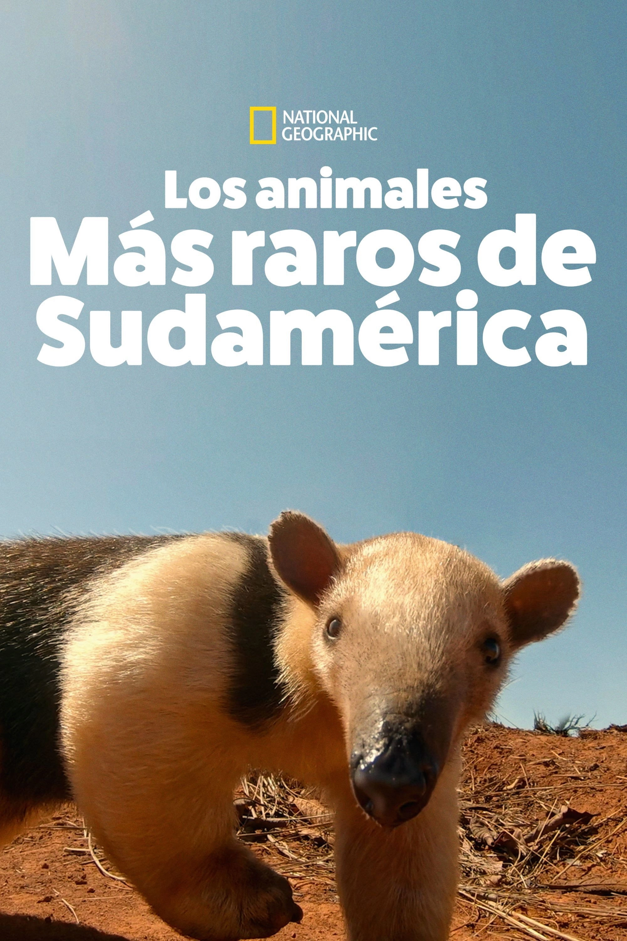 South America's Weirdest Animals