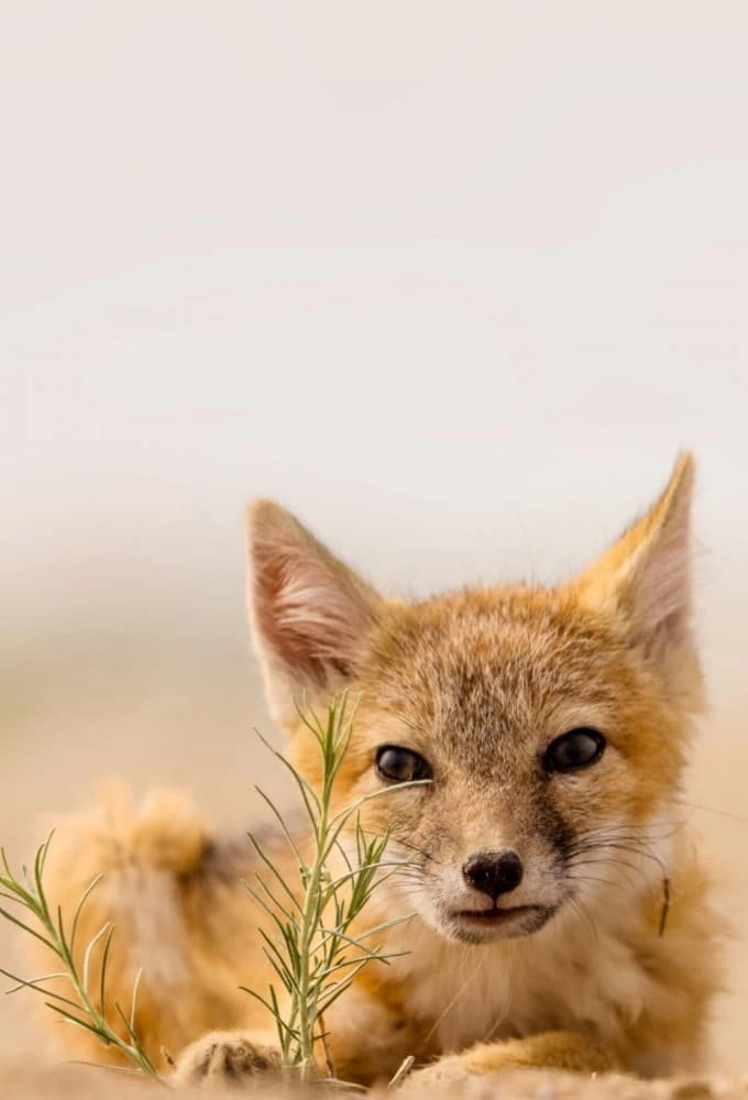 Dogs in the Wild: Meet the Family