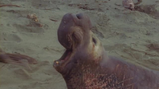 World's Weirdest Animal Faces