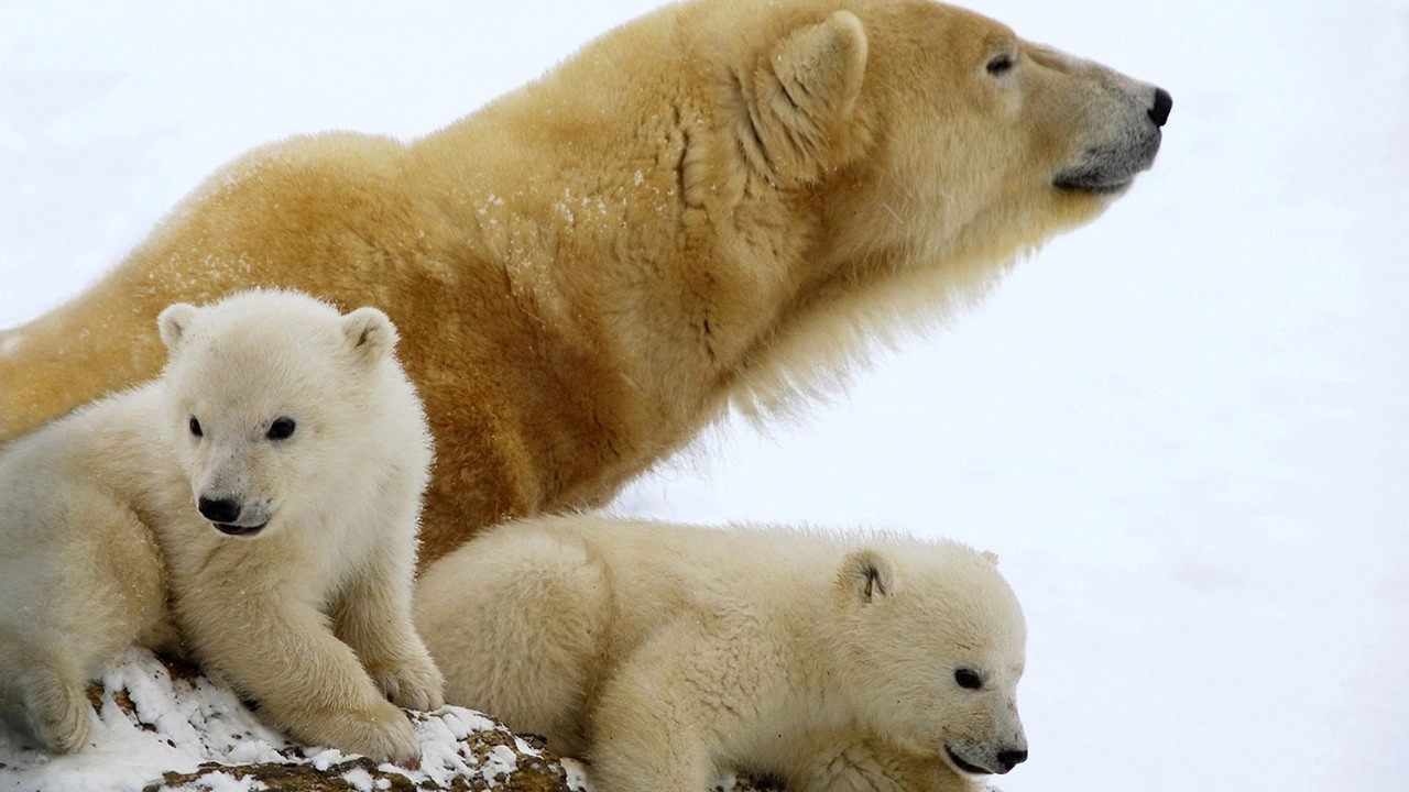 Extreme Animal Babies