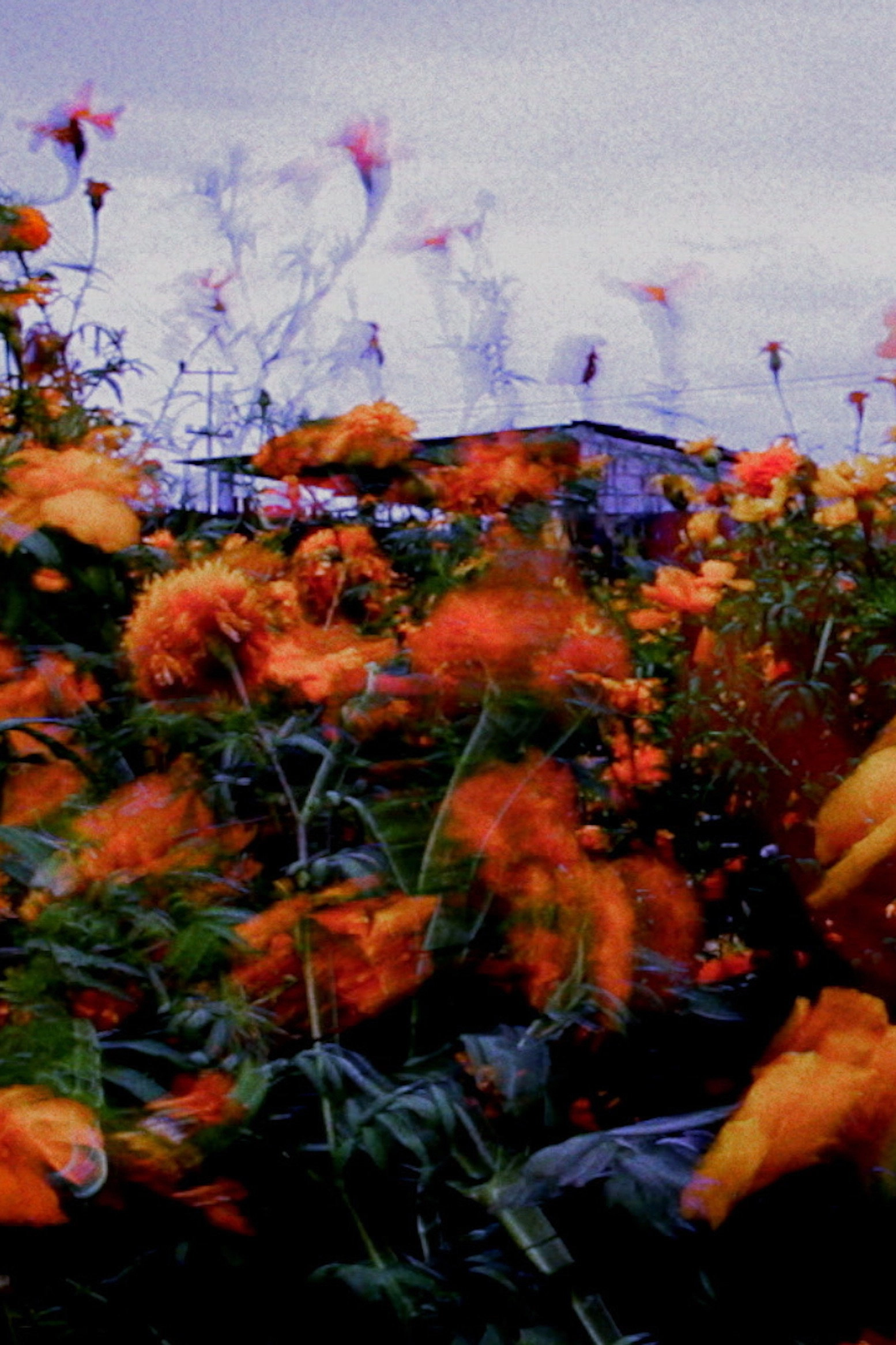 Monet