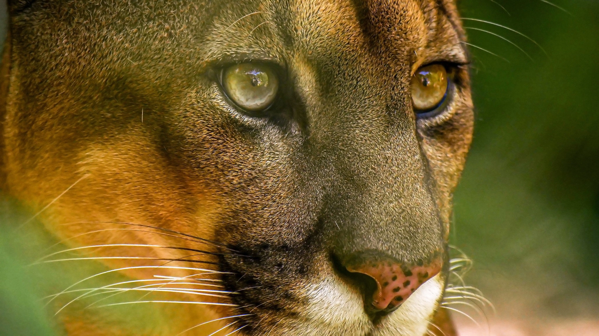 Wild Peru: Andes Battleground
