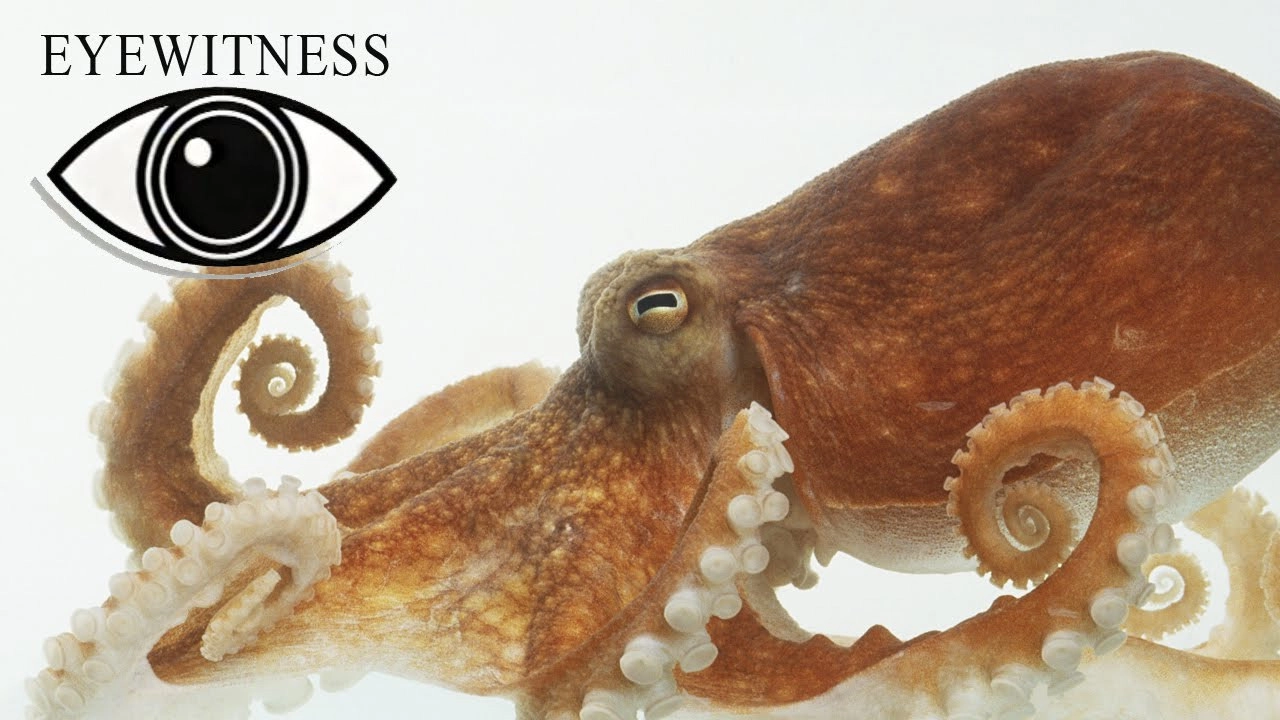 Eyewitness
