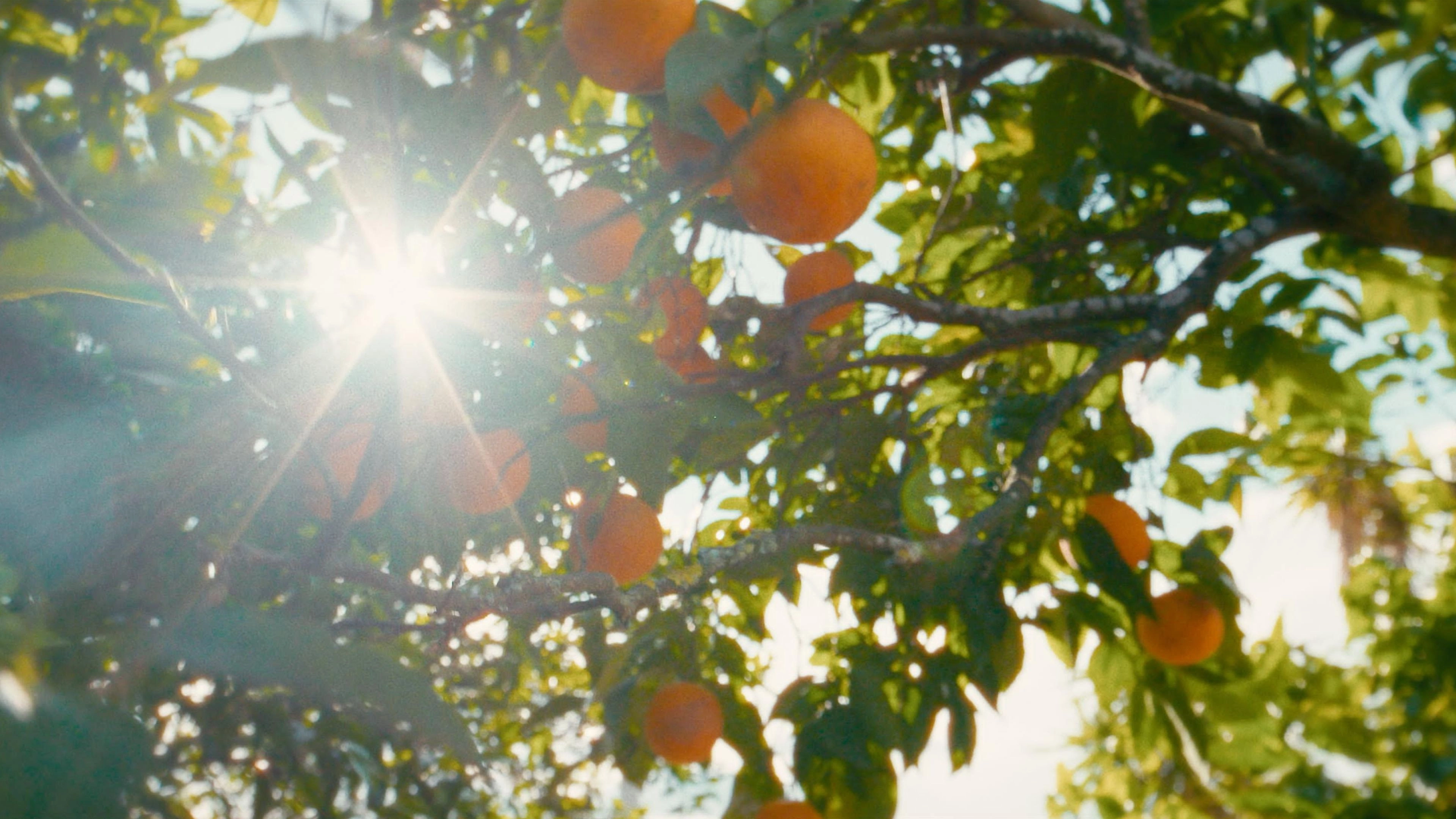 O Tempo De Comer Uma Laranja