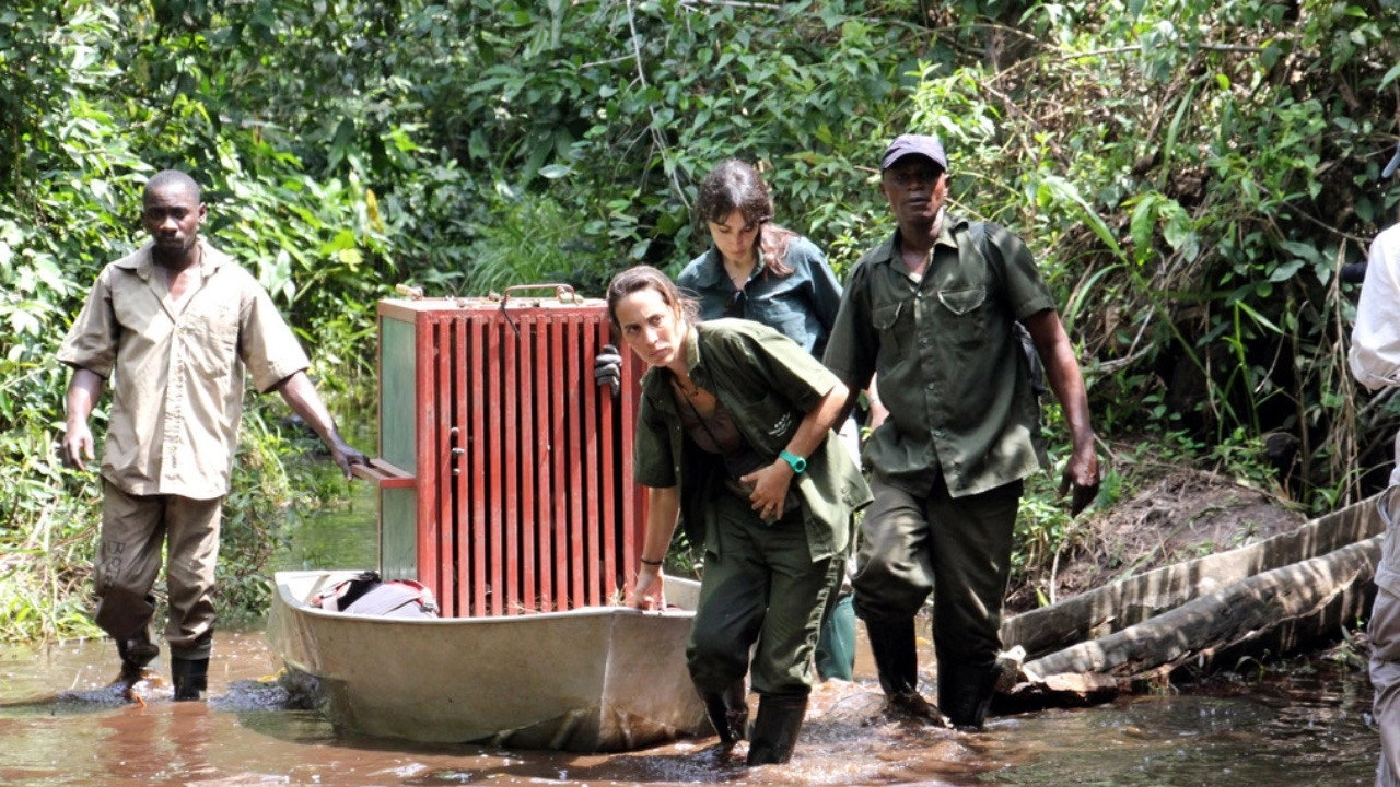 Schimpansen im Kongo mit Jane Goodall