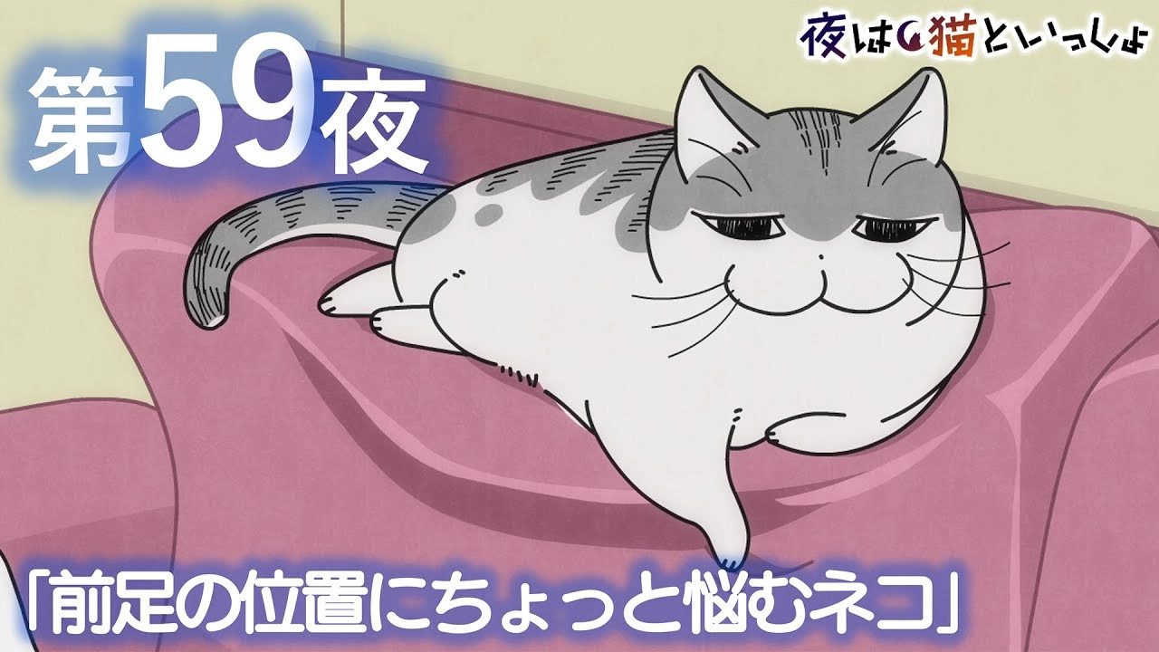 Nights with a Cat