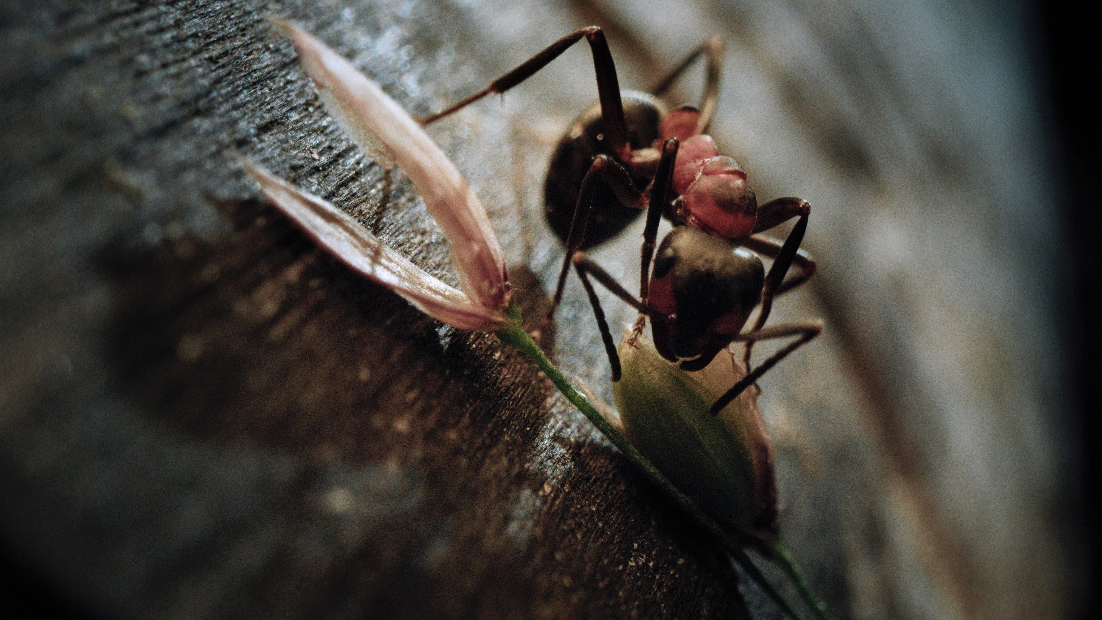 Insects – Hidden Heroes