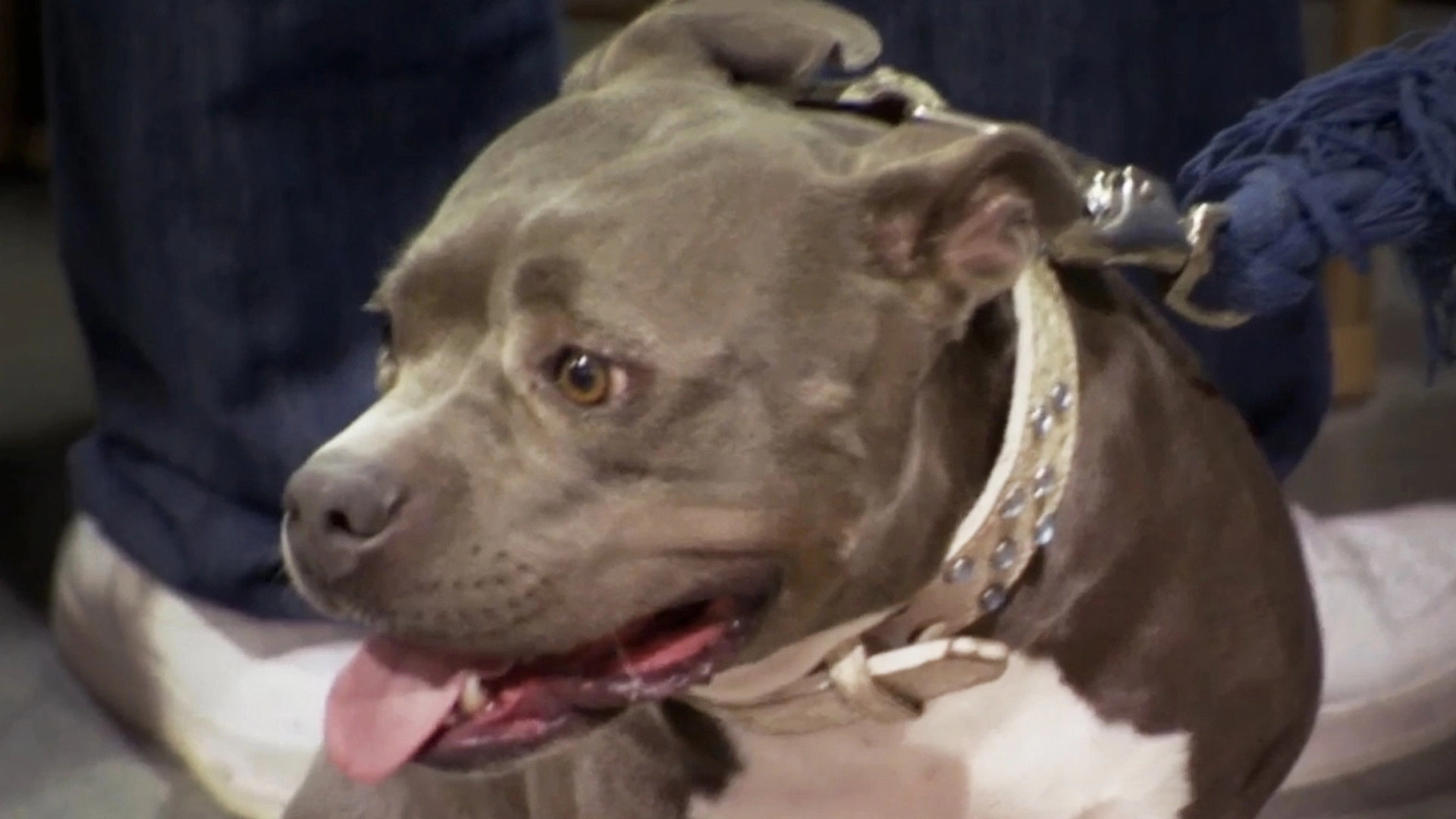 Pit Bulls and Parolees