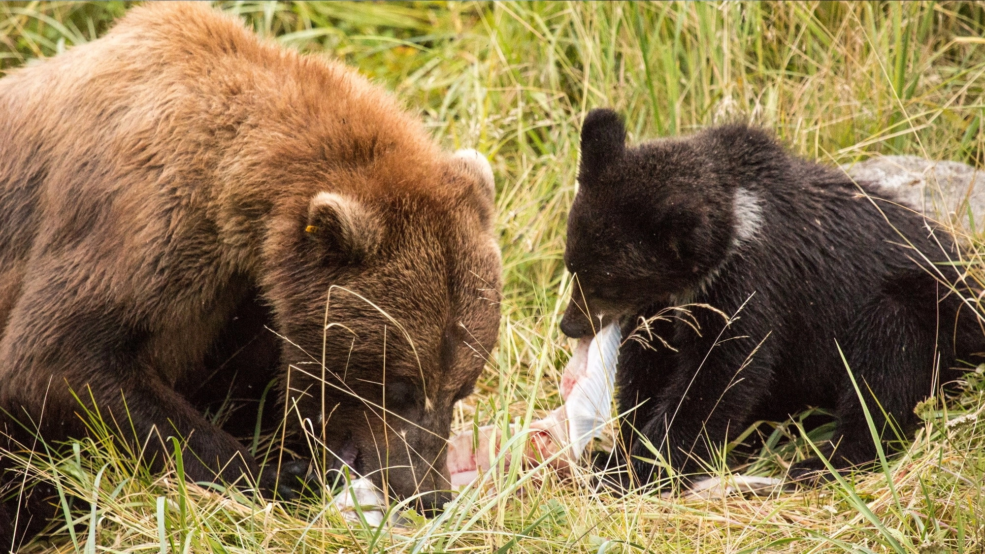 Aging in the Wild