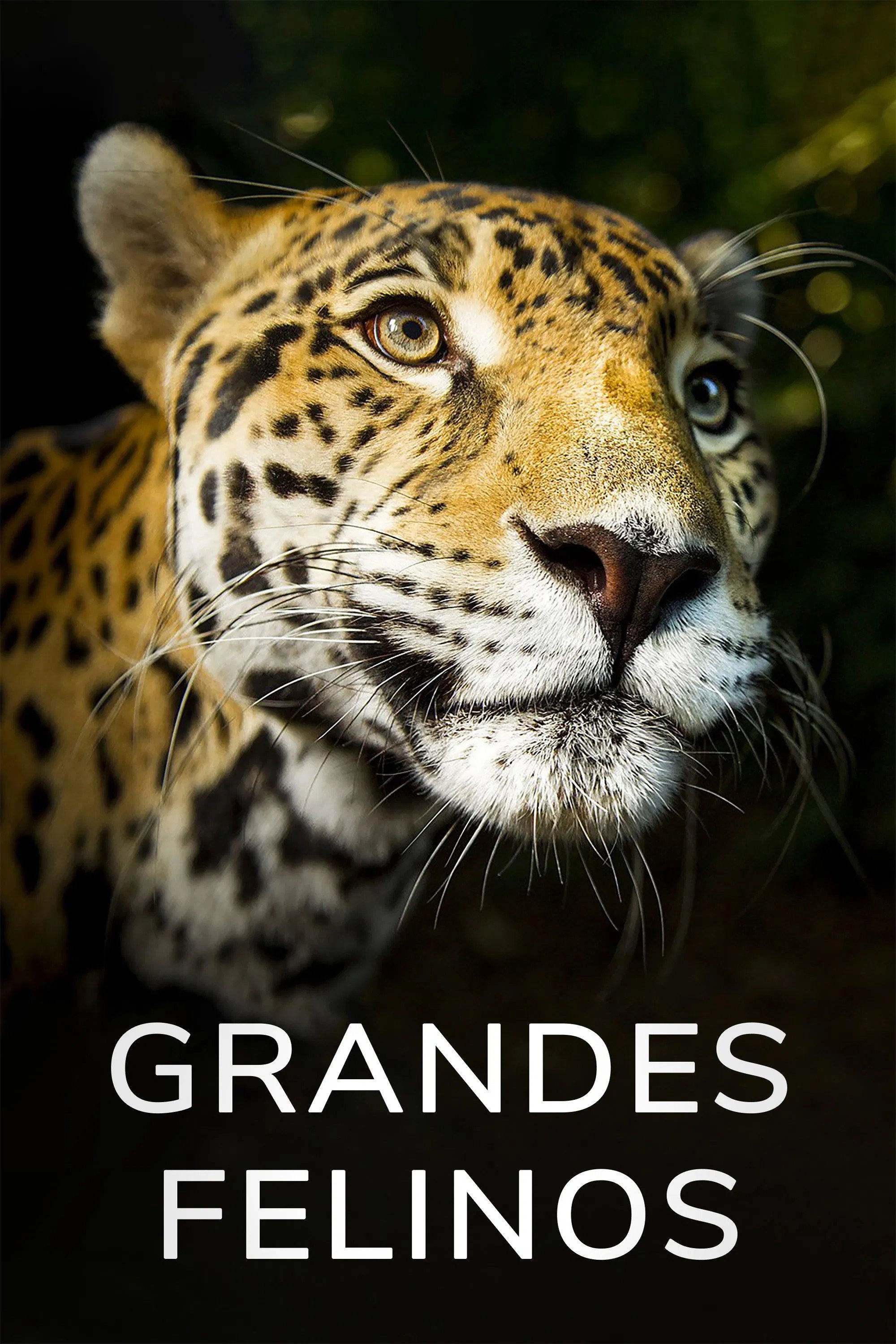 Big Cats