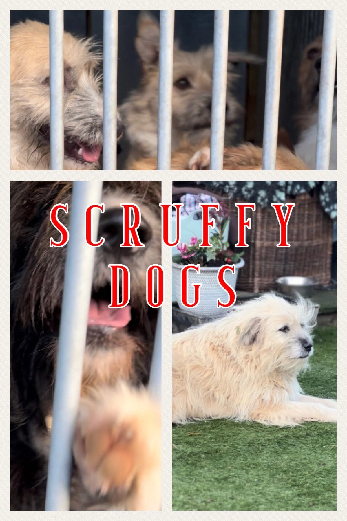 Scruffy Dogs
