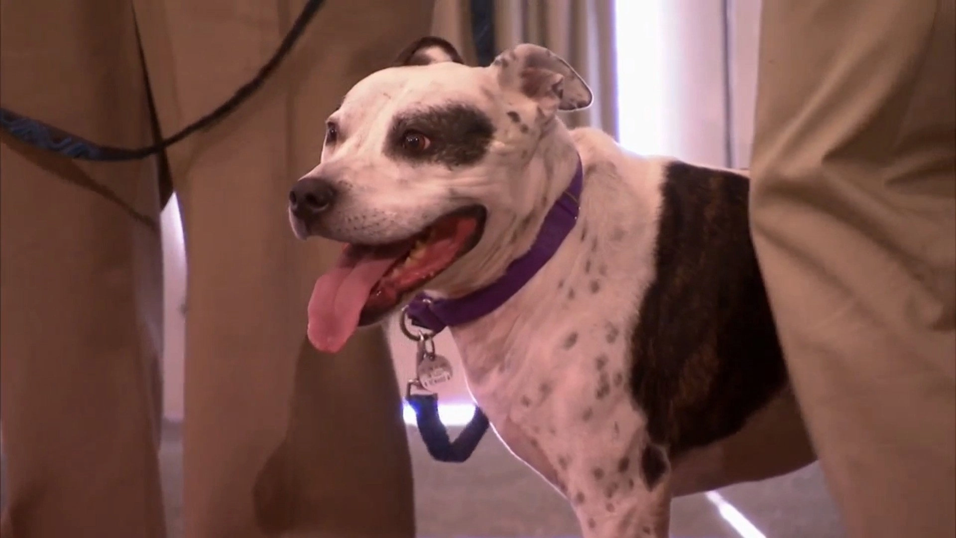 Pit Bulls and Parolees