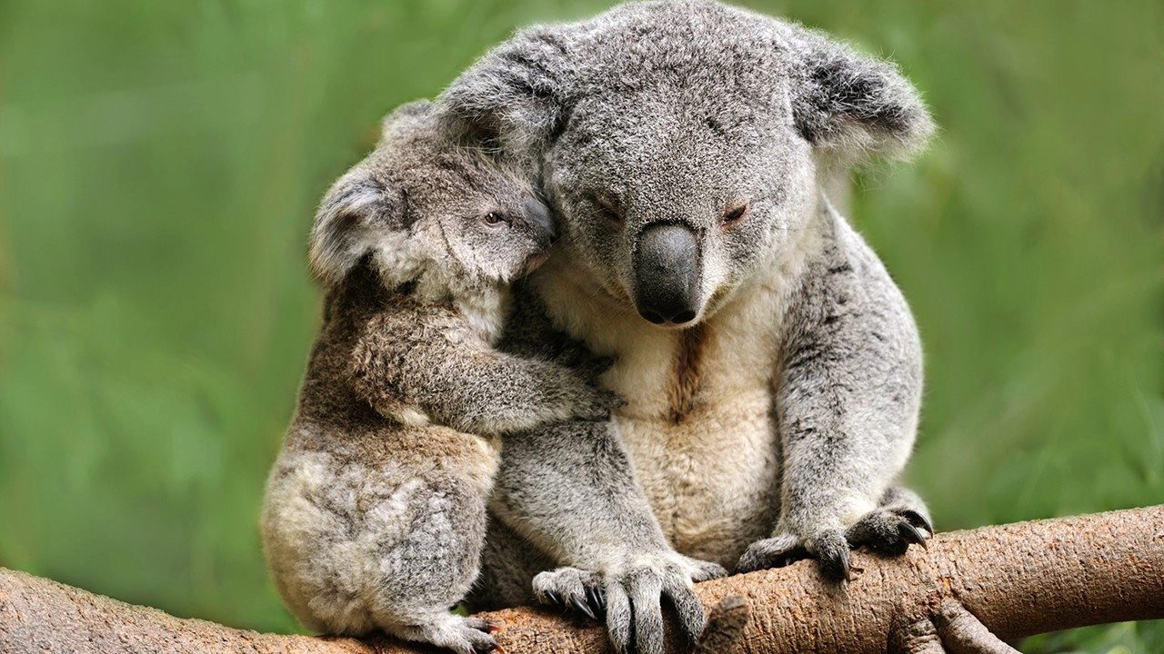 Extreme Animal Babies
