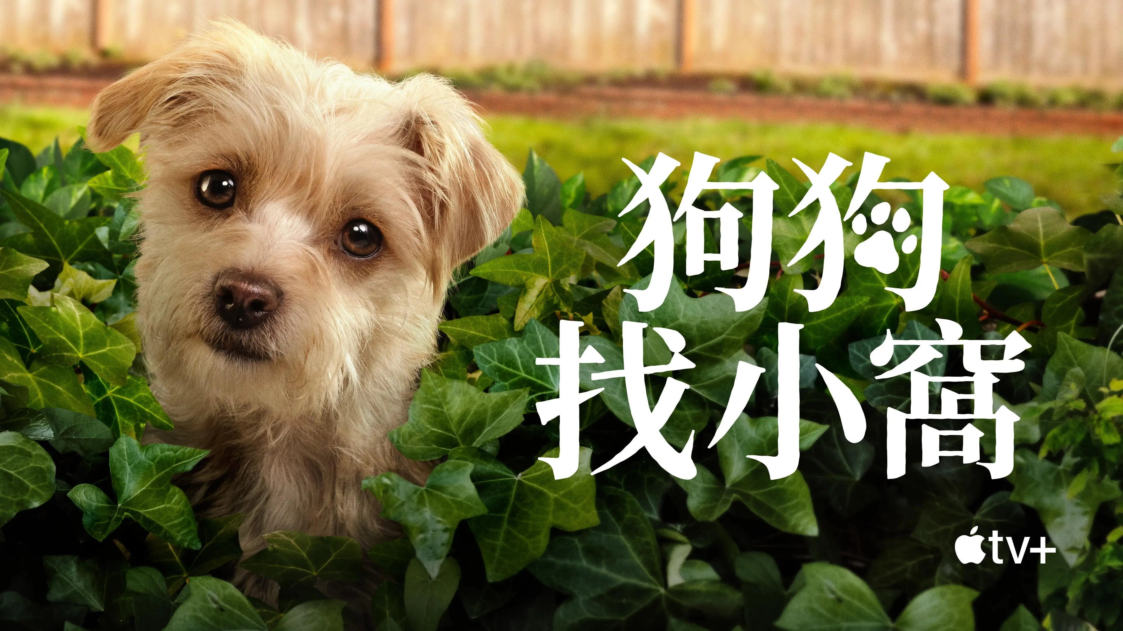 Puppy Place