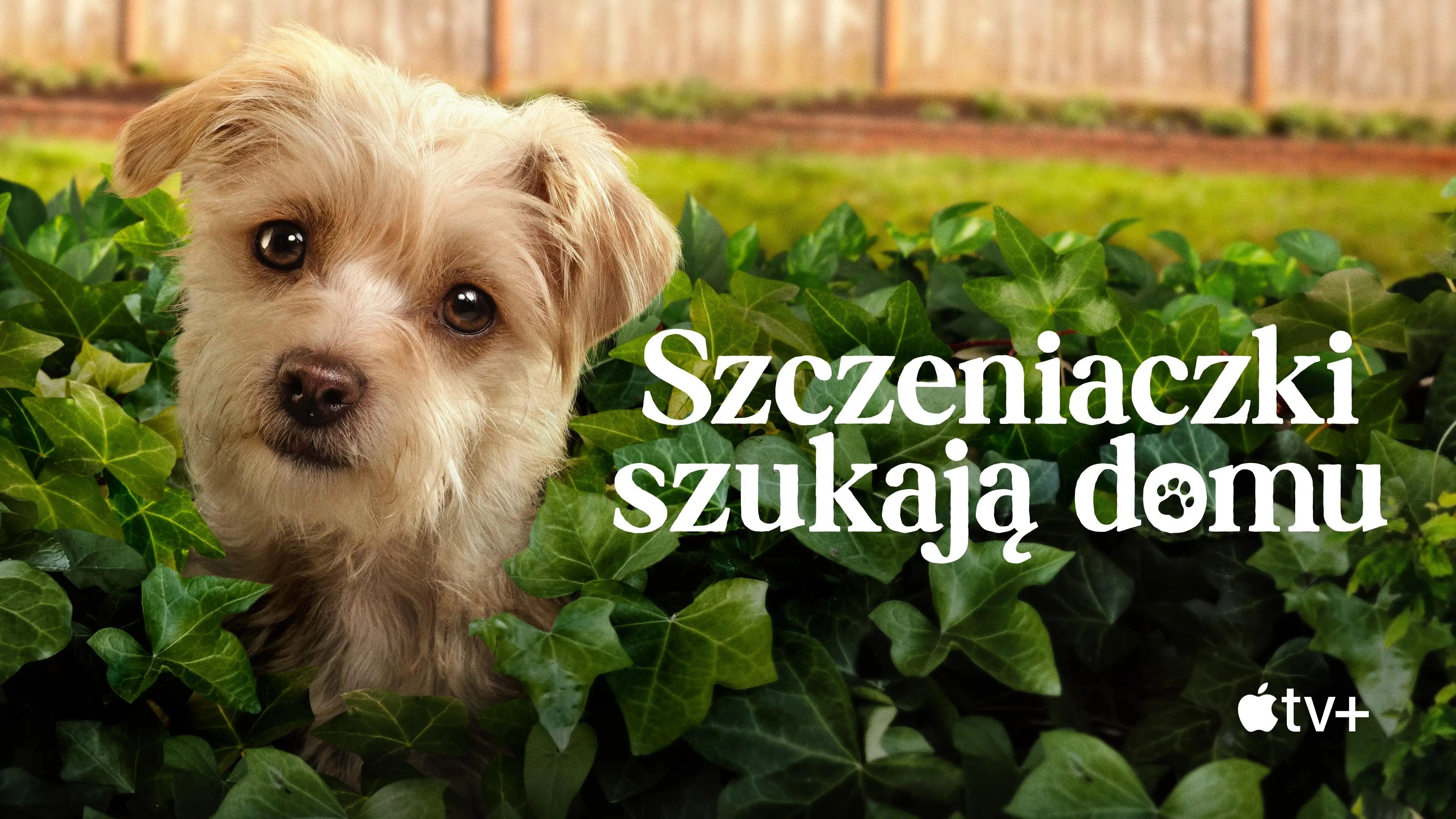 Puppy Place