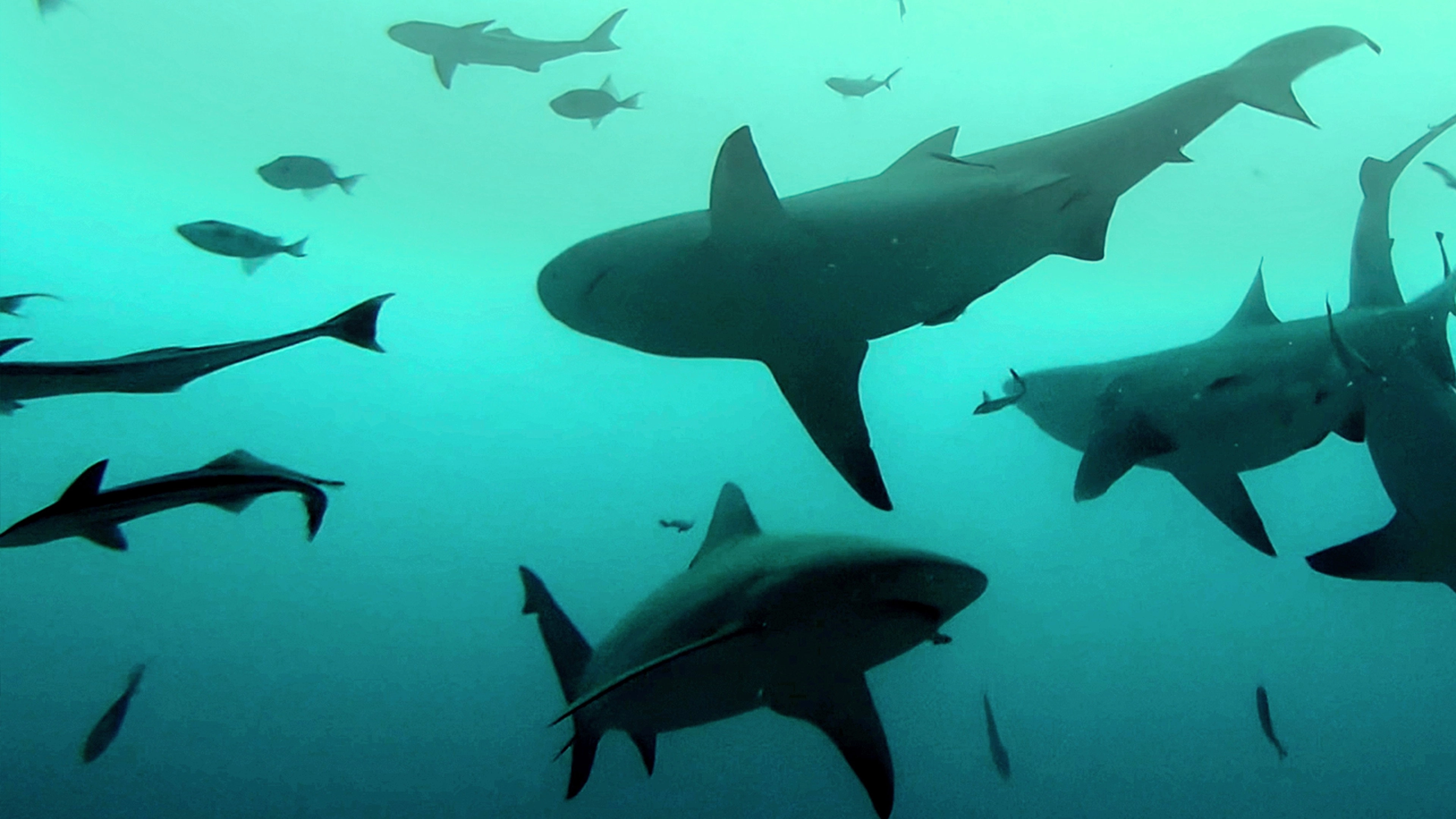 Bull Shark Bandits