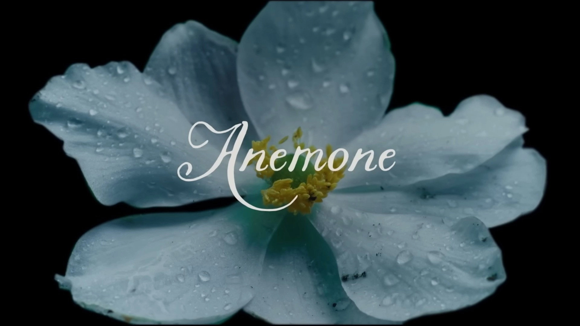 Anemone