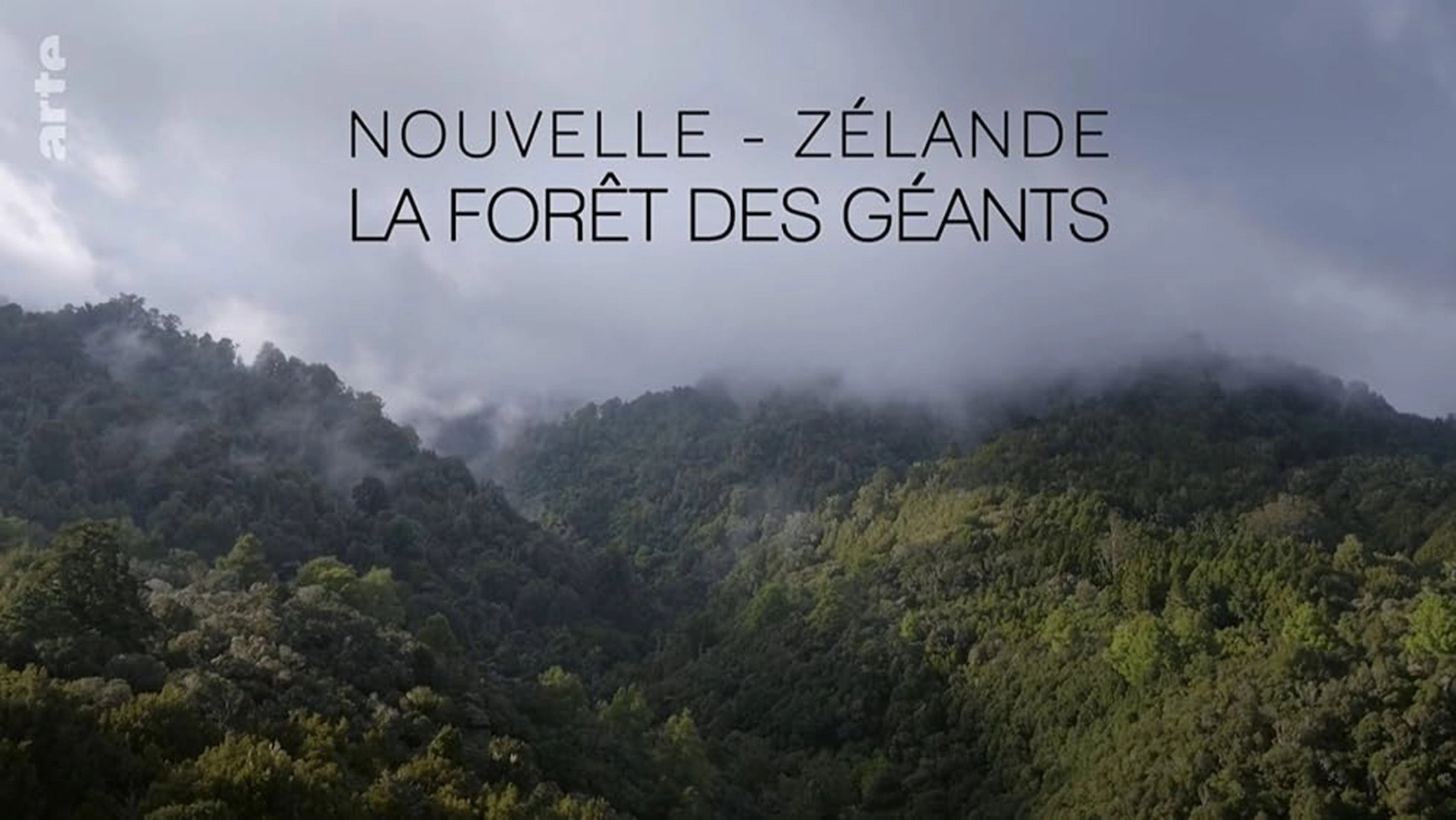 Nouvelle-Zélande, la forêt des géants
