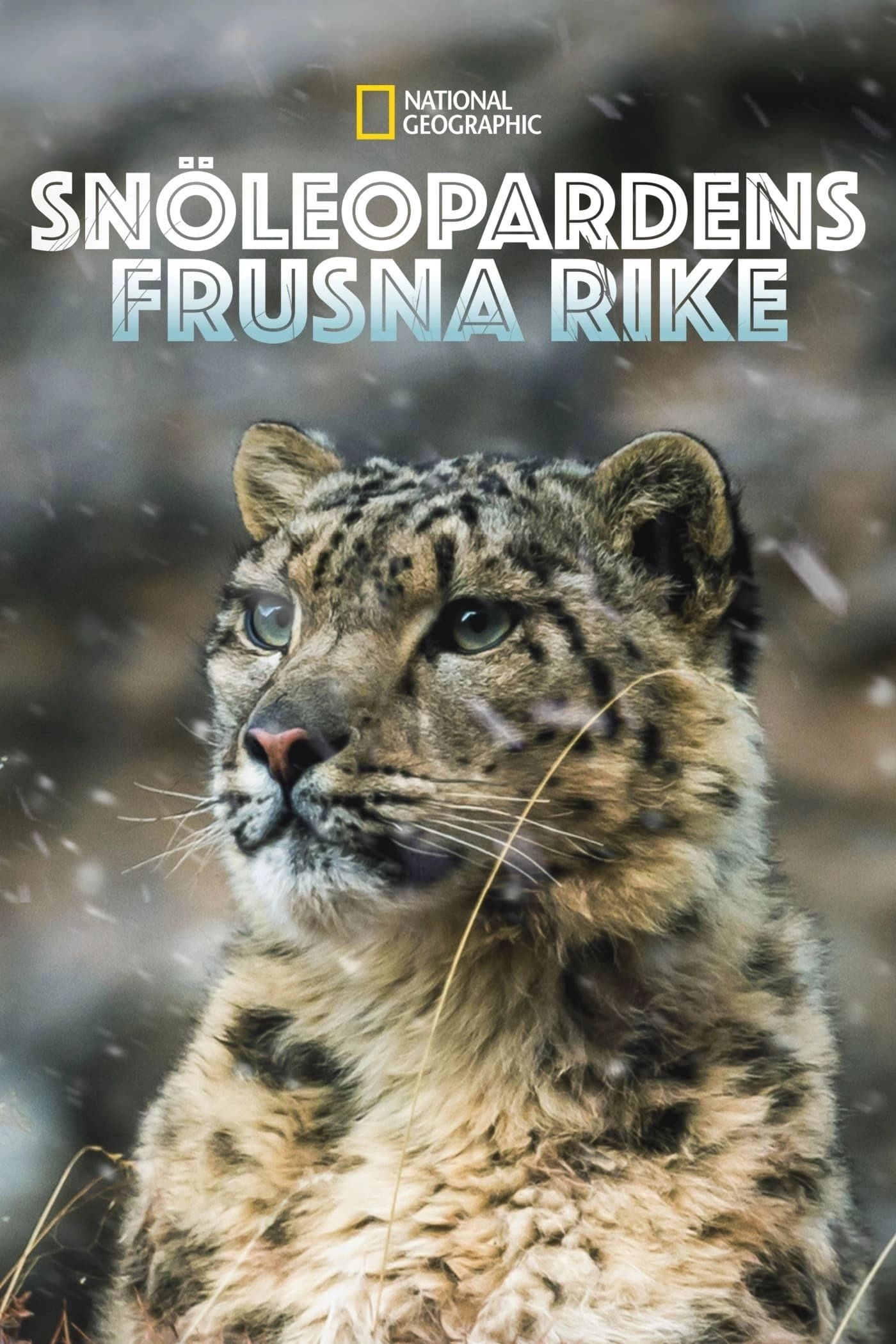 The Frozen Kingdom of the Snow Leopard