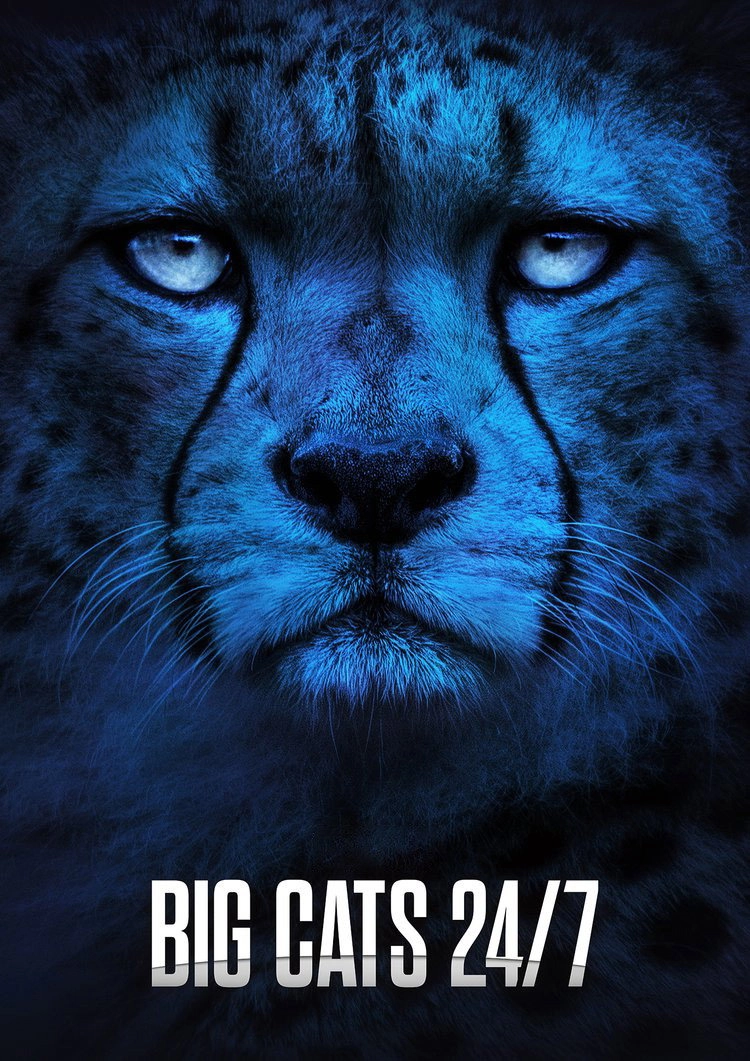 Big Cats 24/7