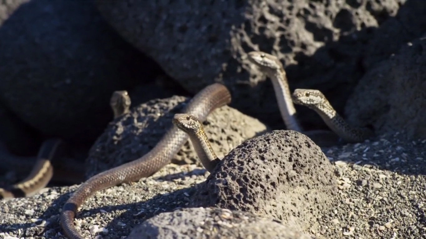 Planet Earth II