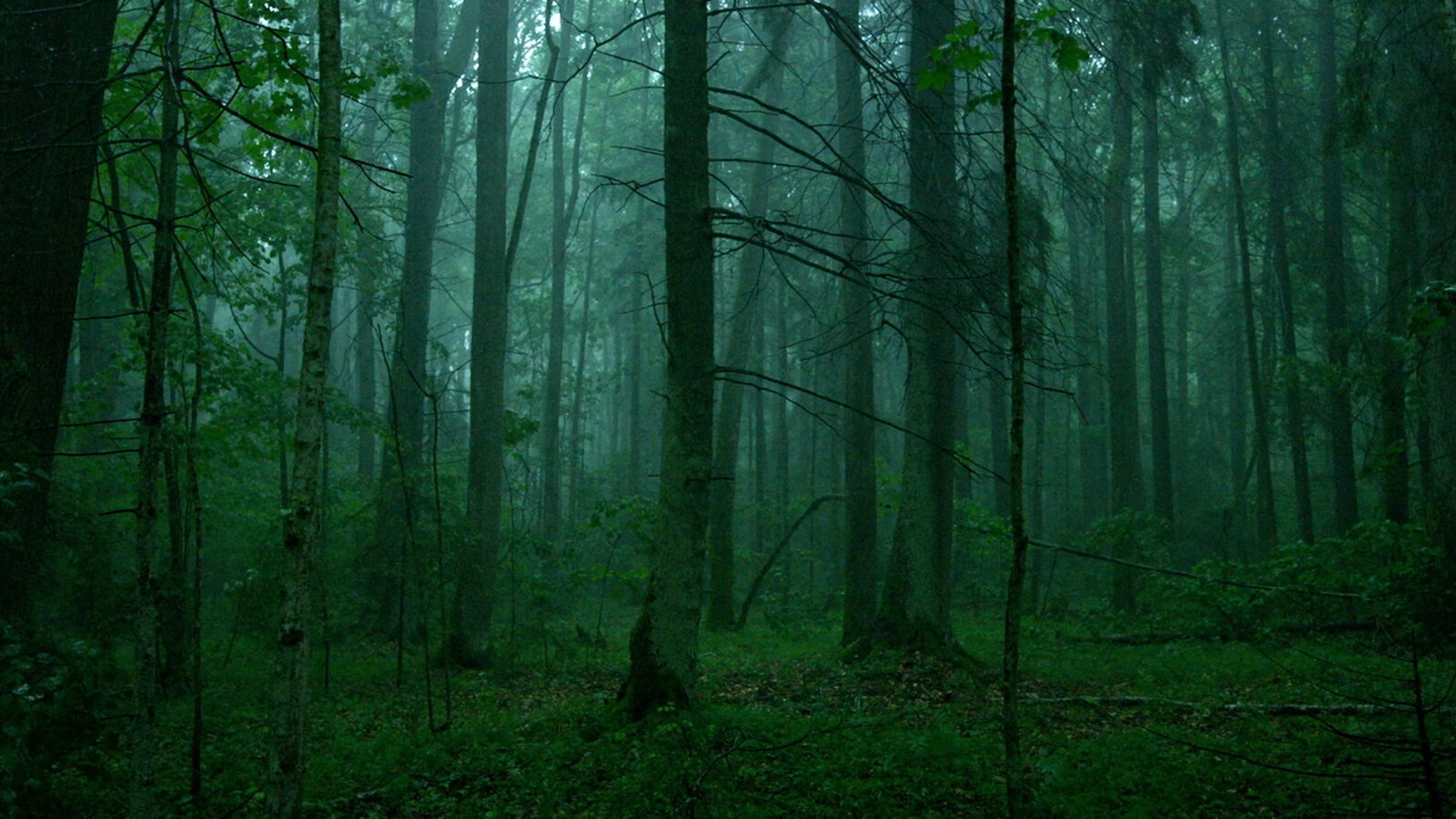 The Ancient Woods