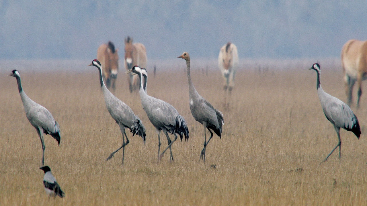 Wild Horses - A Tale From The Puszta