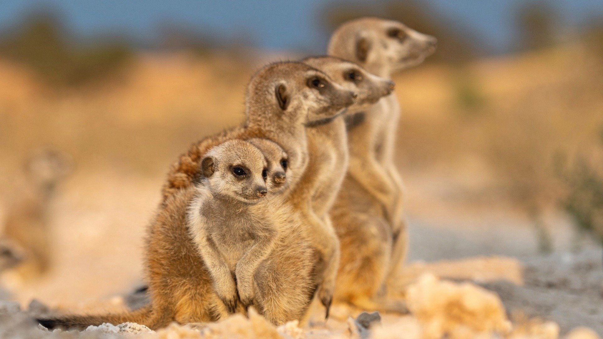 Meerkat Manor: Rise of the Dynasty