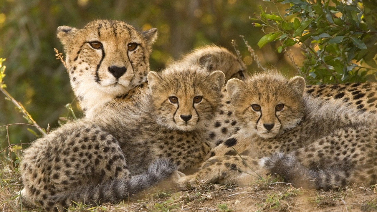 Extreme Animal Babies
