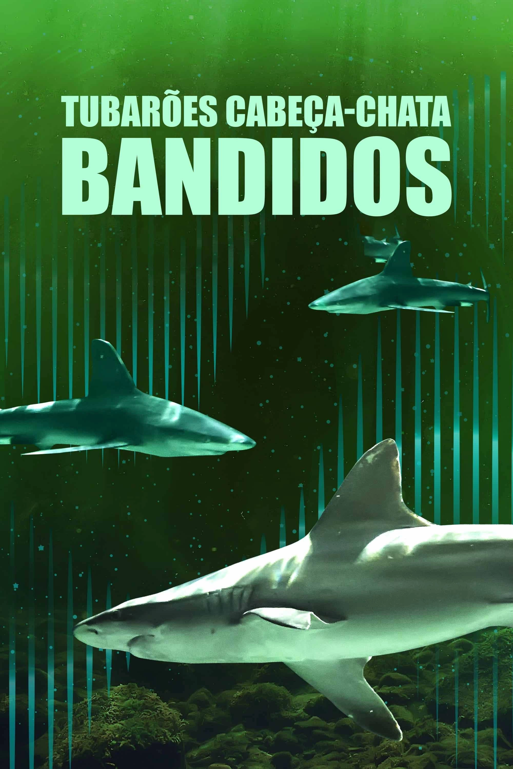 Bull Shark Bandits