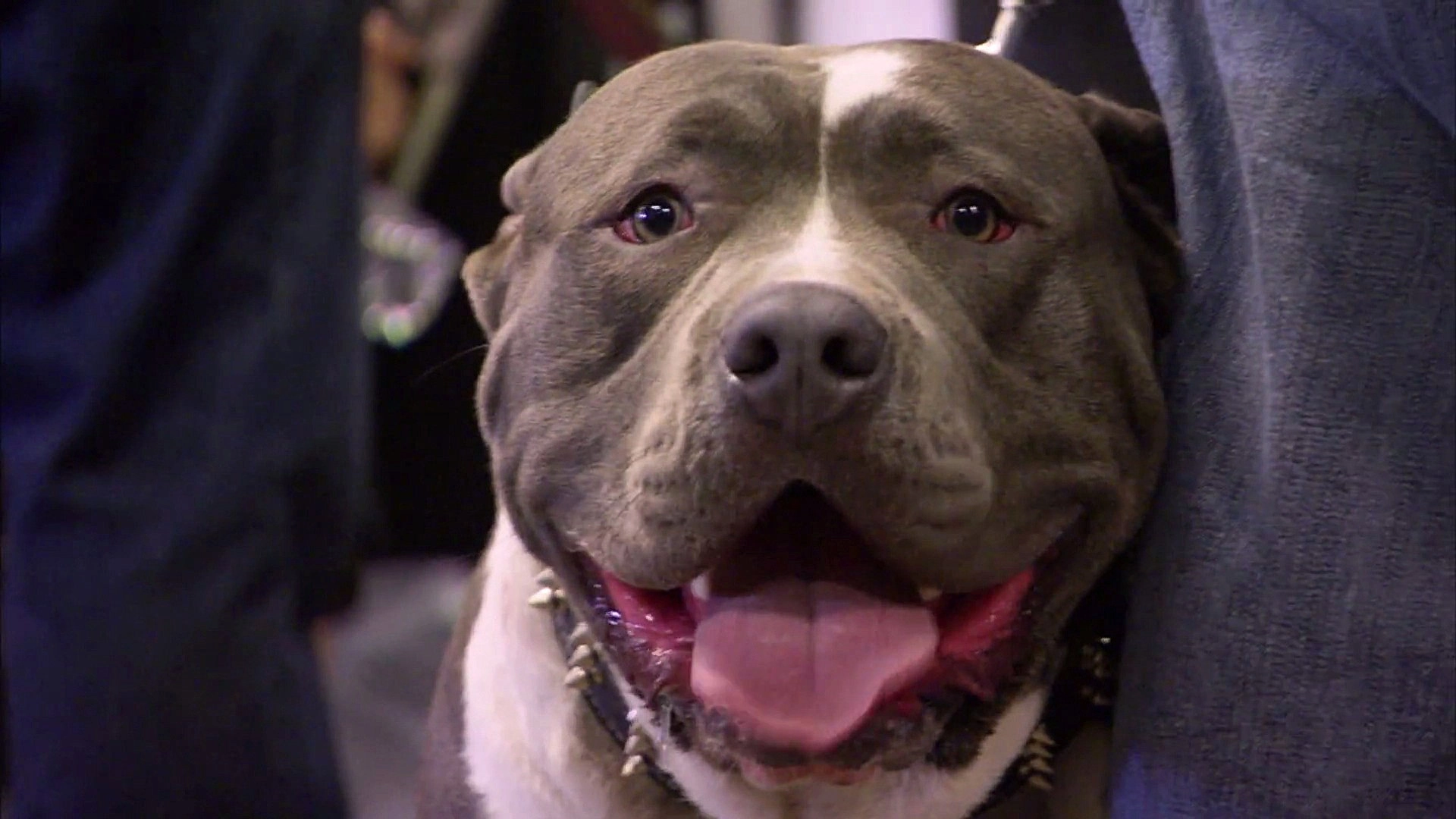 Pit Bulls and Parolees