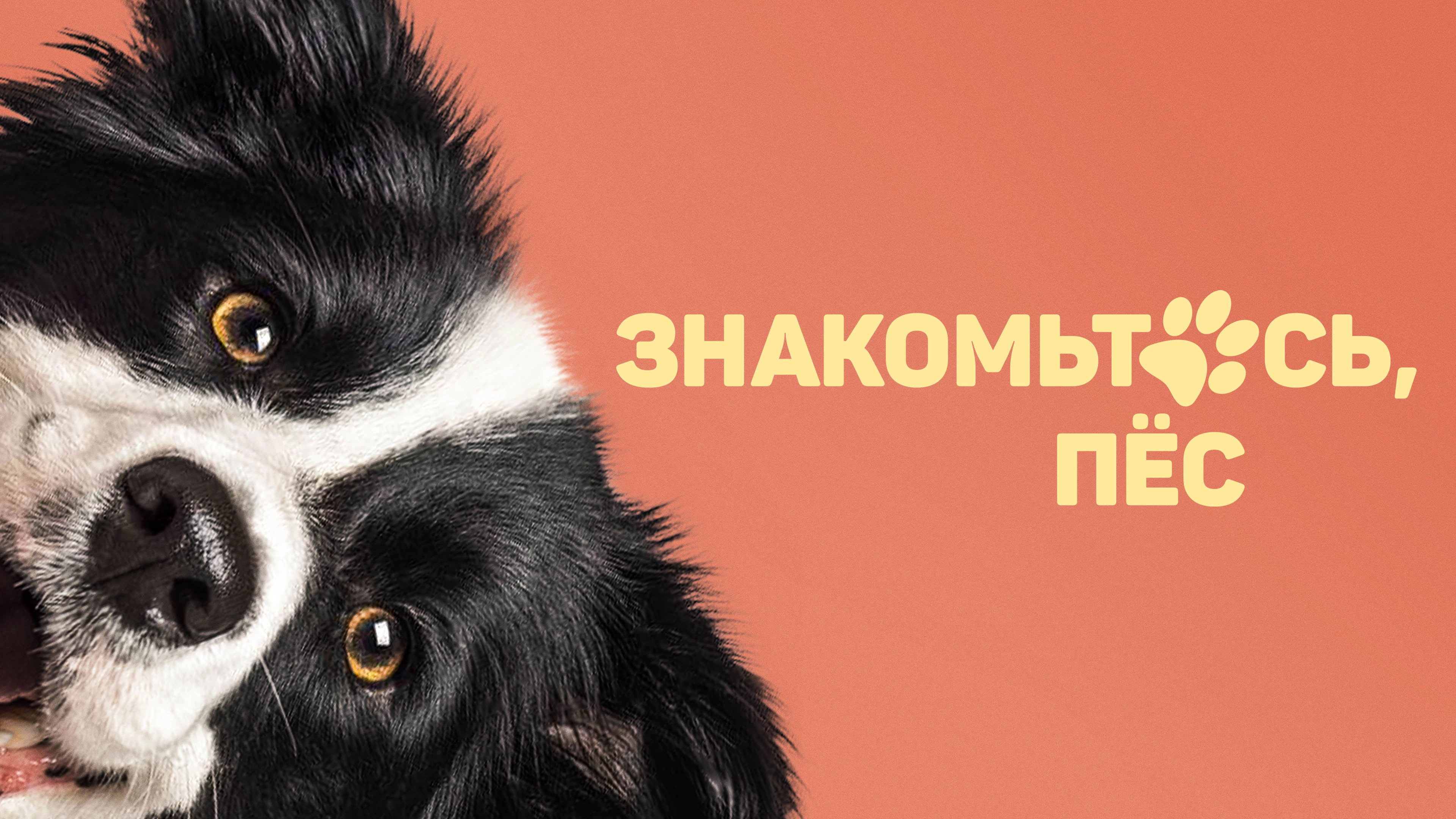 Say It Through the Dog