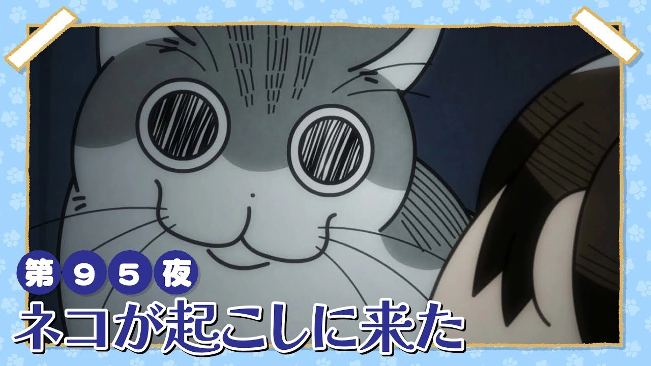 Nights with a Cat