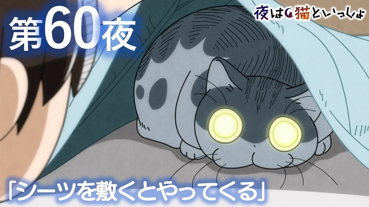 Nights with a Cat