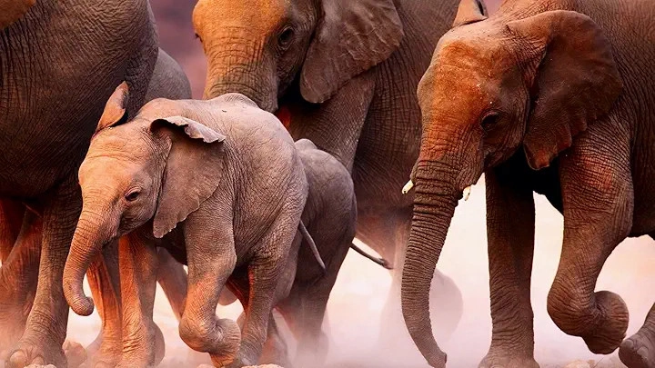 Just Animals