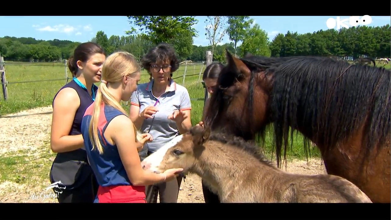 Au galop ! une saison à cheval