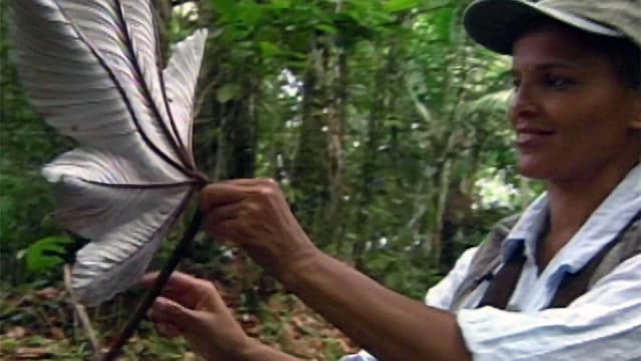Shari Belafonte Travels in Mexico & the Caribbean
