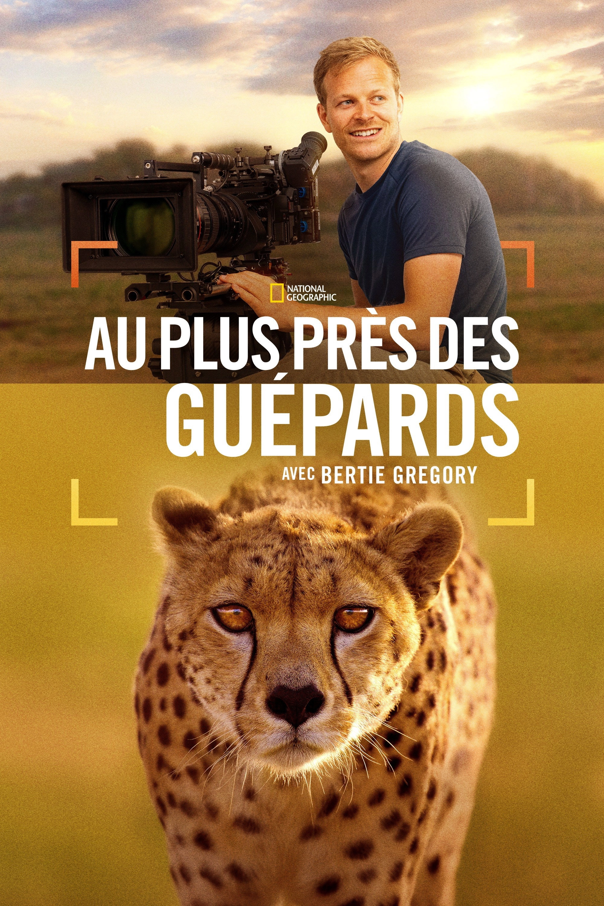 Cheetahs Up Close with Bertie Gregory