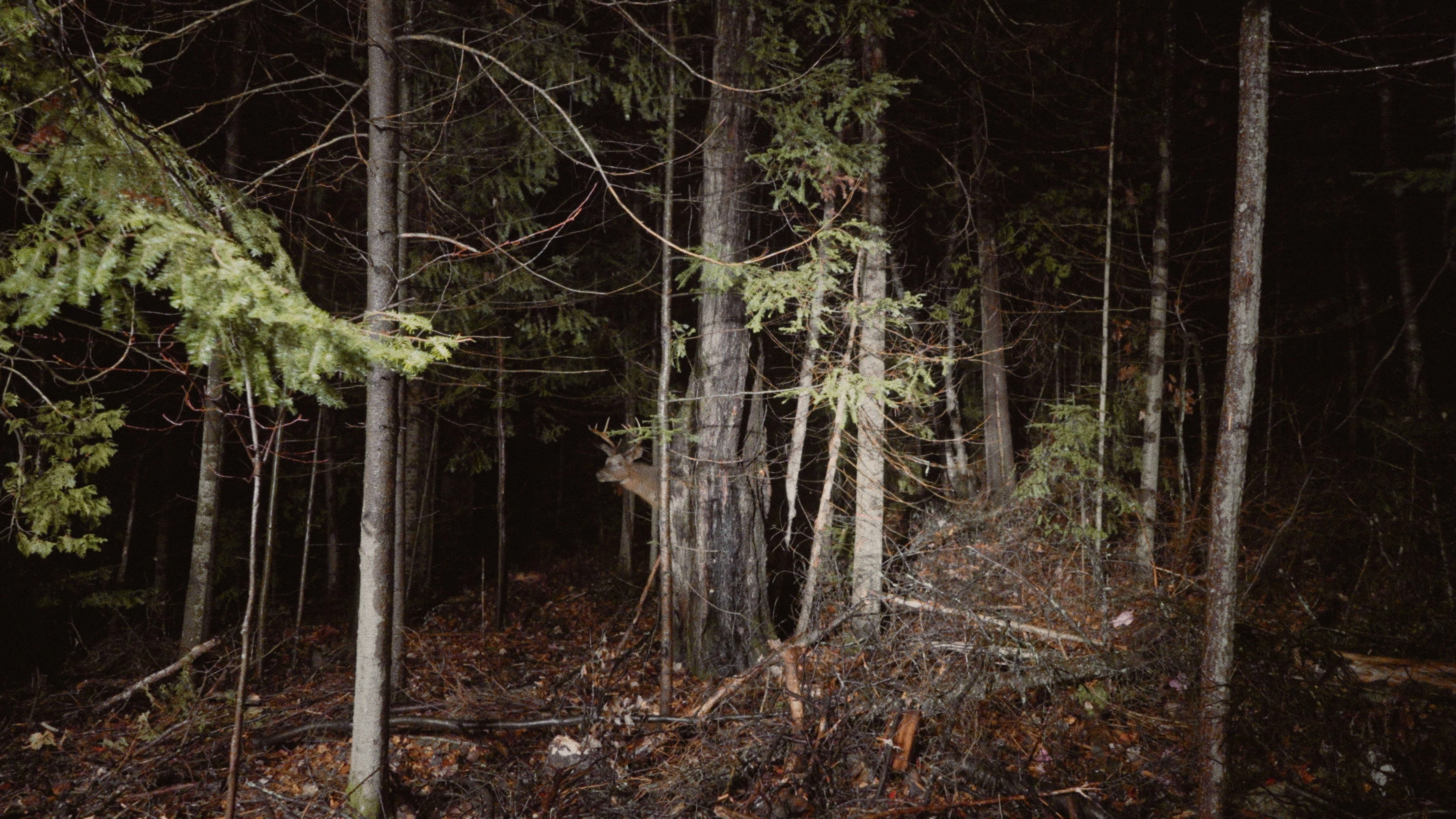 Fire and the Forest
