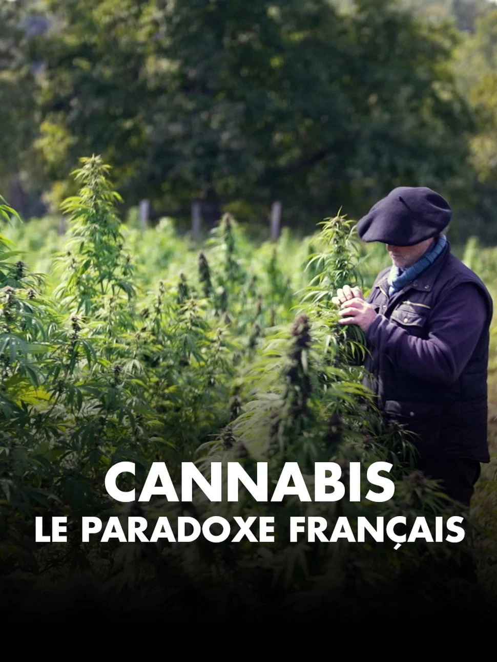 Cannabis, un paradoxe français