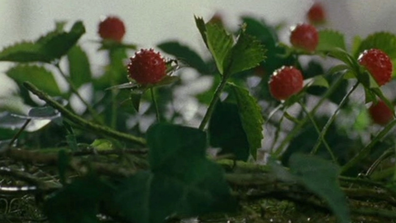 Wild Berries
