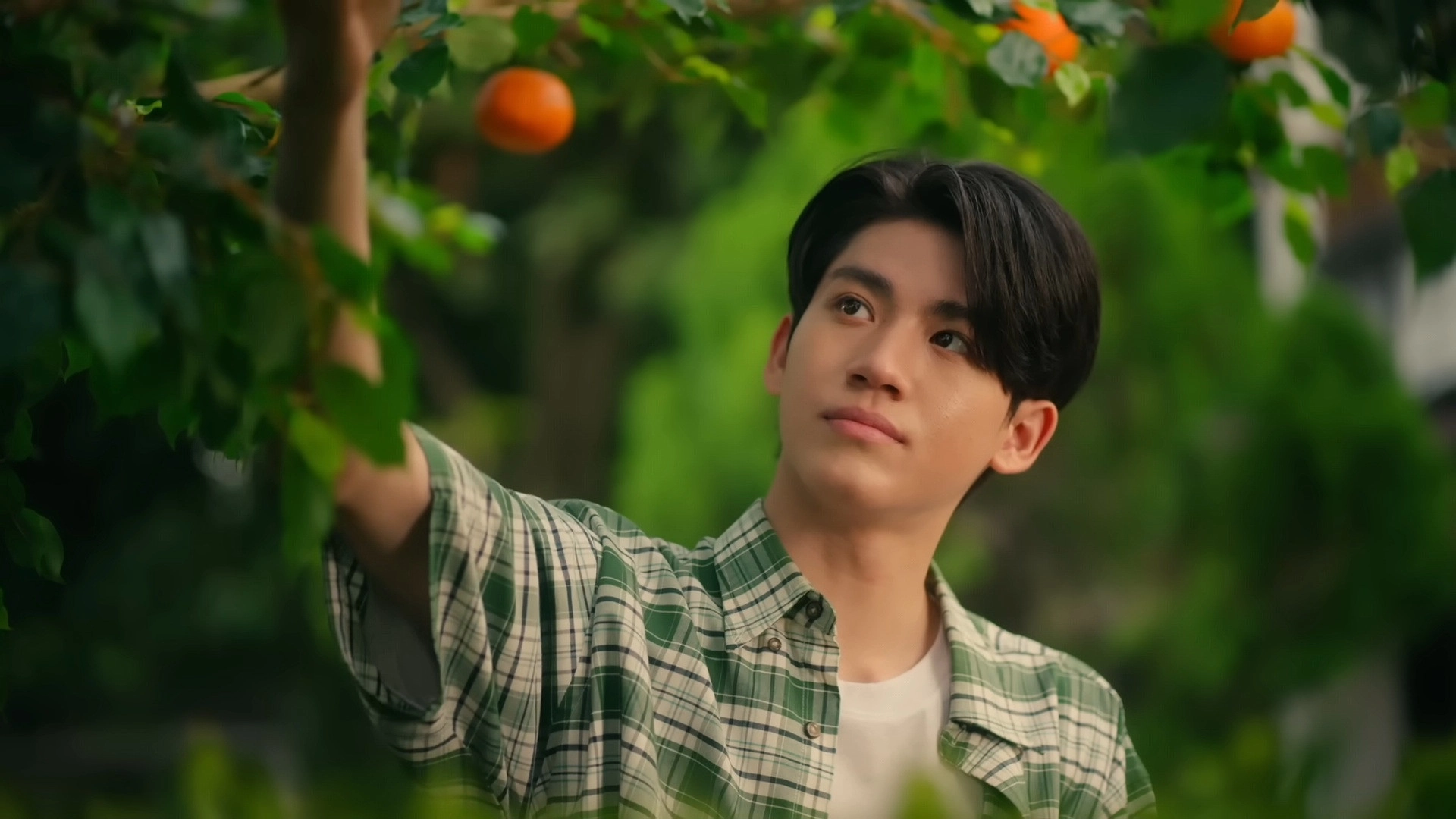 When Oranges Fall