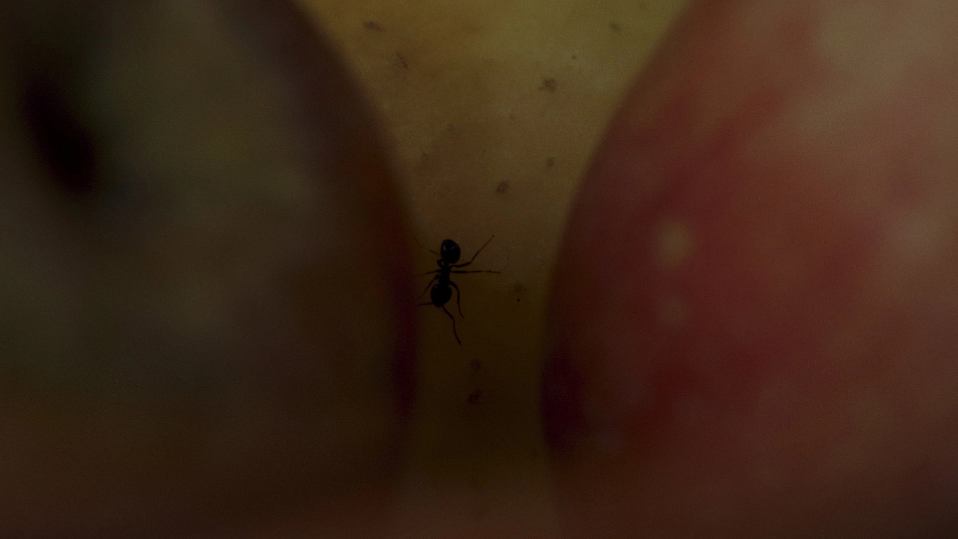 As No Man Has Loved